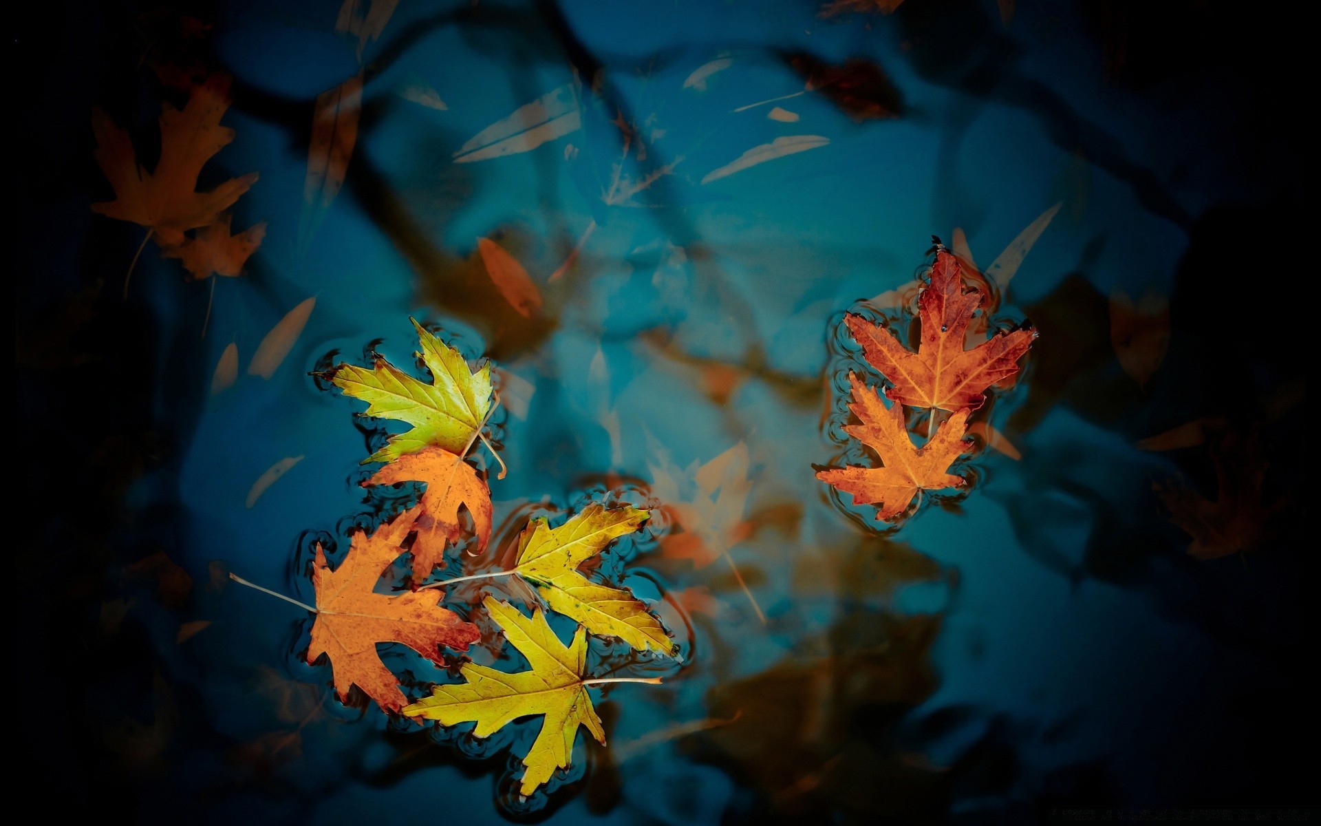 autumn fall leaf blur color light underwater