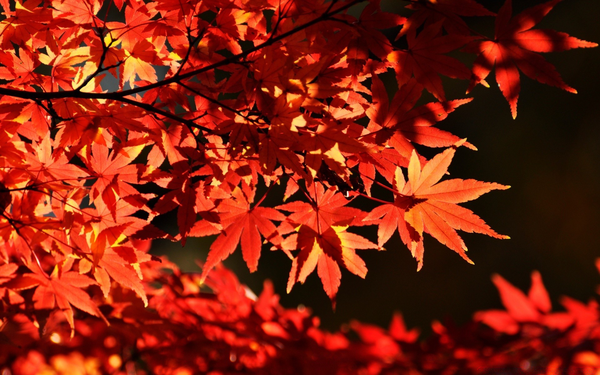 autumn leaf fall maple outdoors nature bright tree lush season