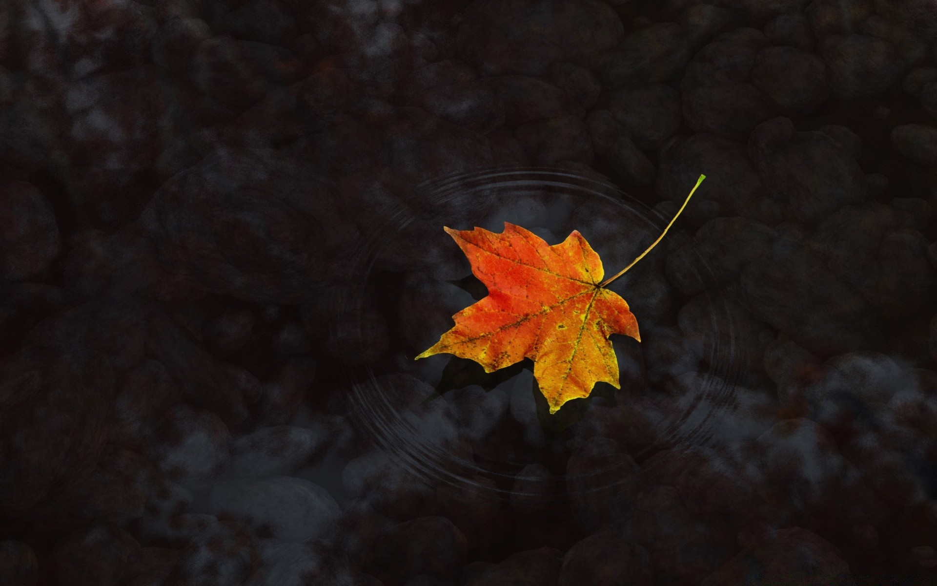 herbst herbst blatt ahorn farbe natur baum im freien licht flora desktop