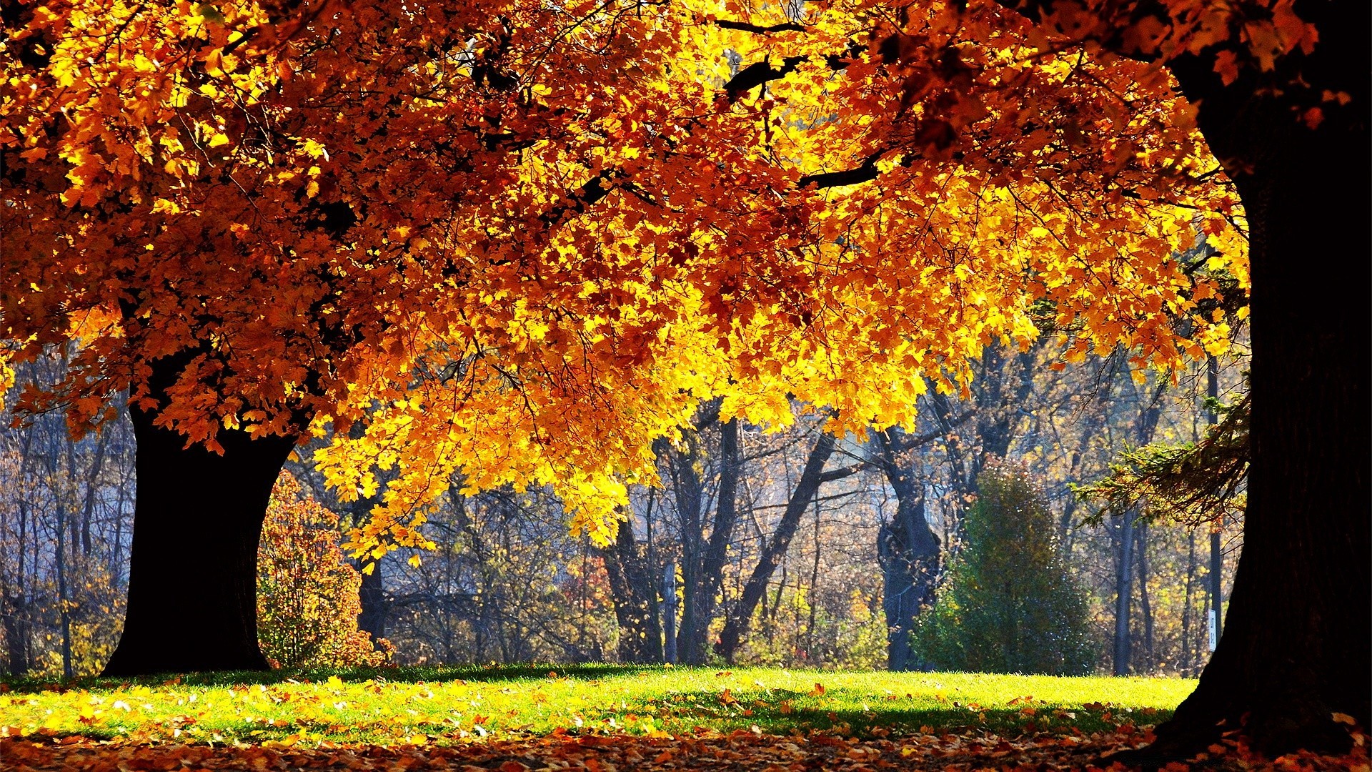 otoño otoño hoja árbol arce temporada madera parque naturaleza paisaje oro color cambio al aire libre escénico rama brillante paisaje medio ambiente