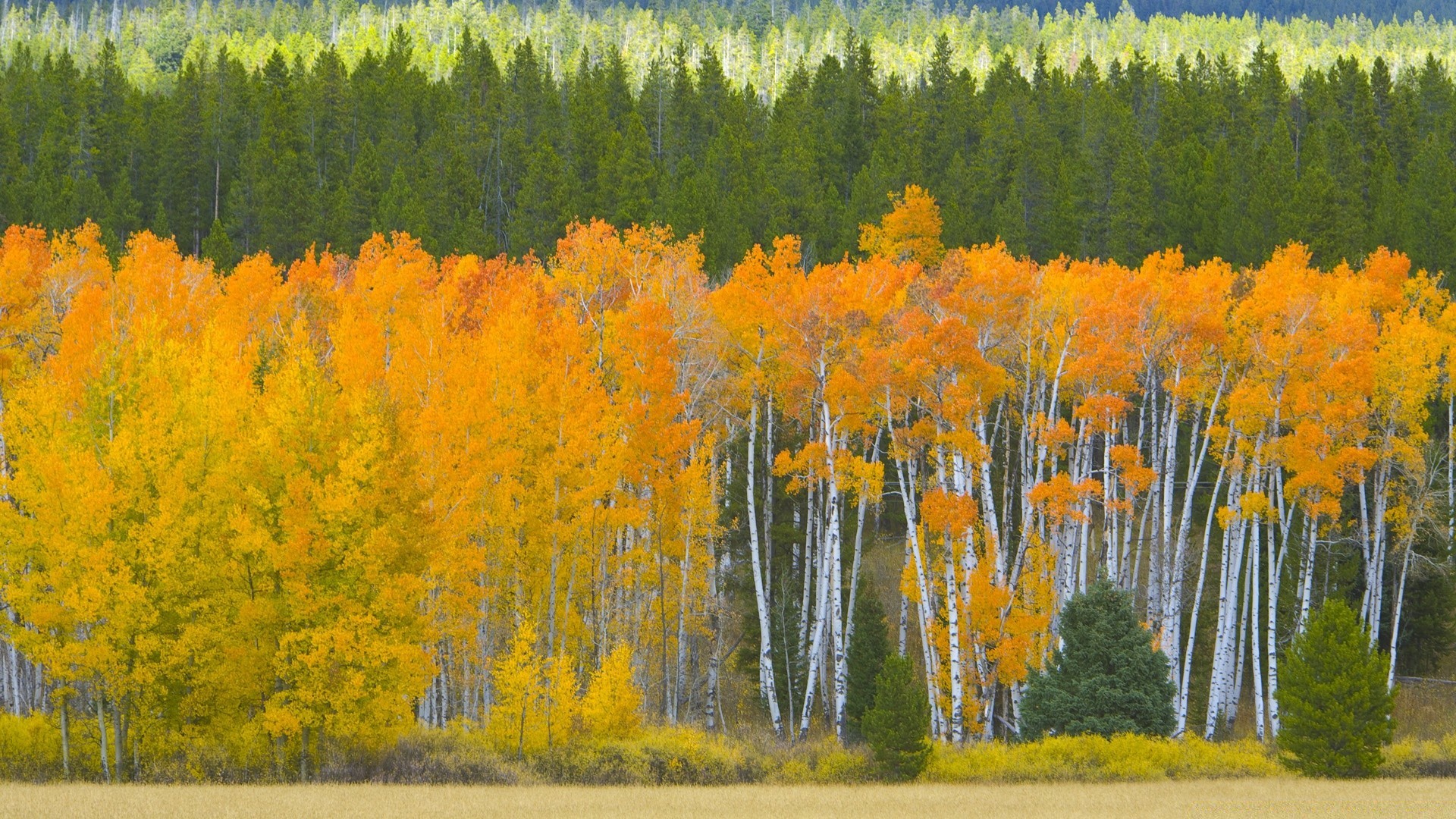 automne bois arbre automne paysage scénique à l extérieur feuille nature lumière du jour conifères saison campagne evergreen