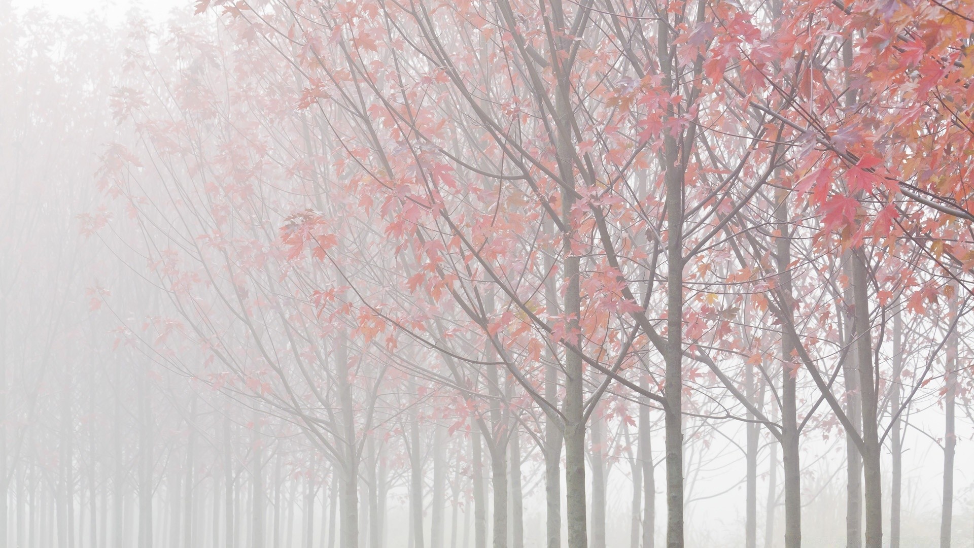 autumn tree season desktop branch leaf winter nature fall wood design abstract landscape fog color weather frost snow