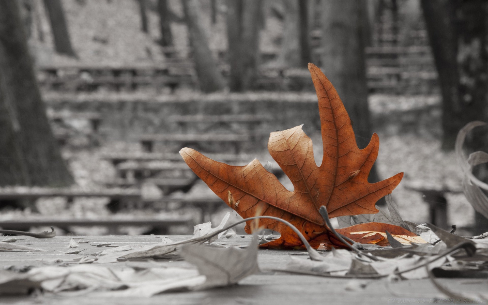 automne automne feuille à l extérieur bois nature bois lumière jardin