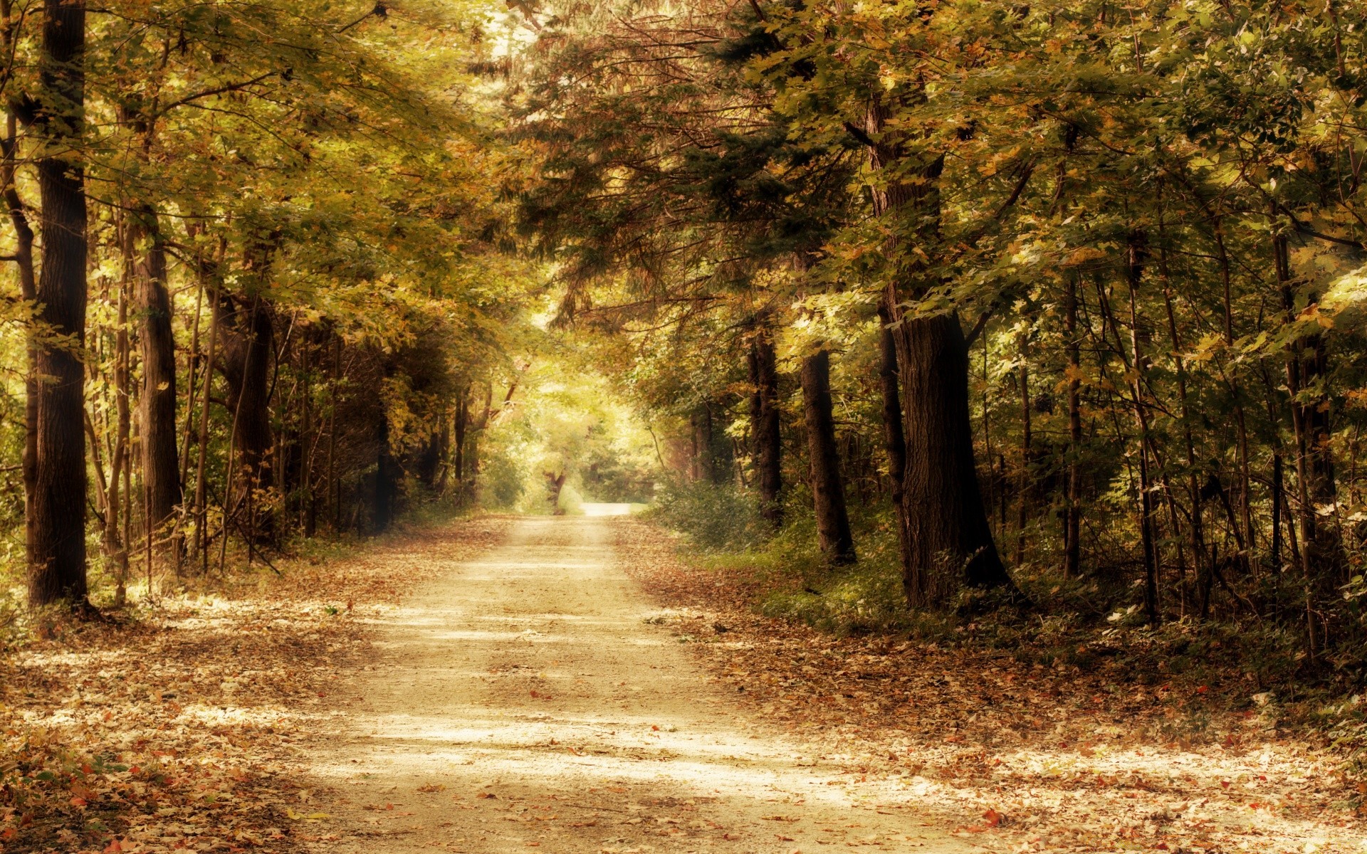 otoño árbol madera otoño paisaje naturaleza carretera parque guía hoja amanecer luz niebla niebla campo al aire libre temporada sombra camino buen tiempo