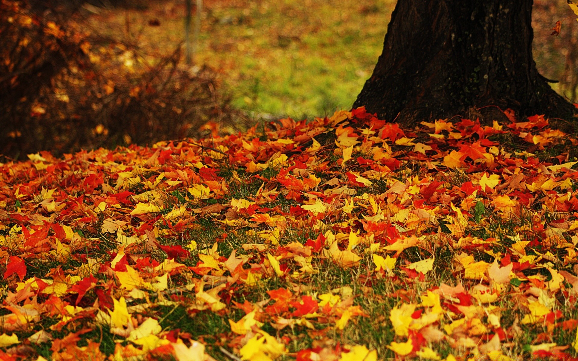 autumn fall leaf season tree maple park nature color flora wood landscape flower garden bright beautiful outdoors gold desktop vibrant