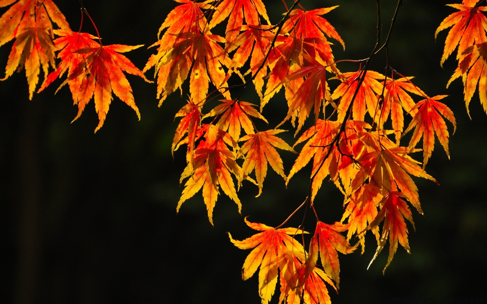 autunno foglia autunno maple natura all aperto flora stagione parco vivid albero di legno di colore