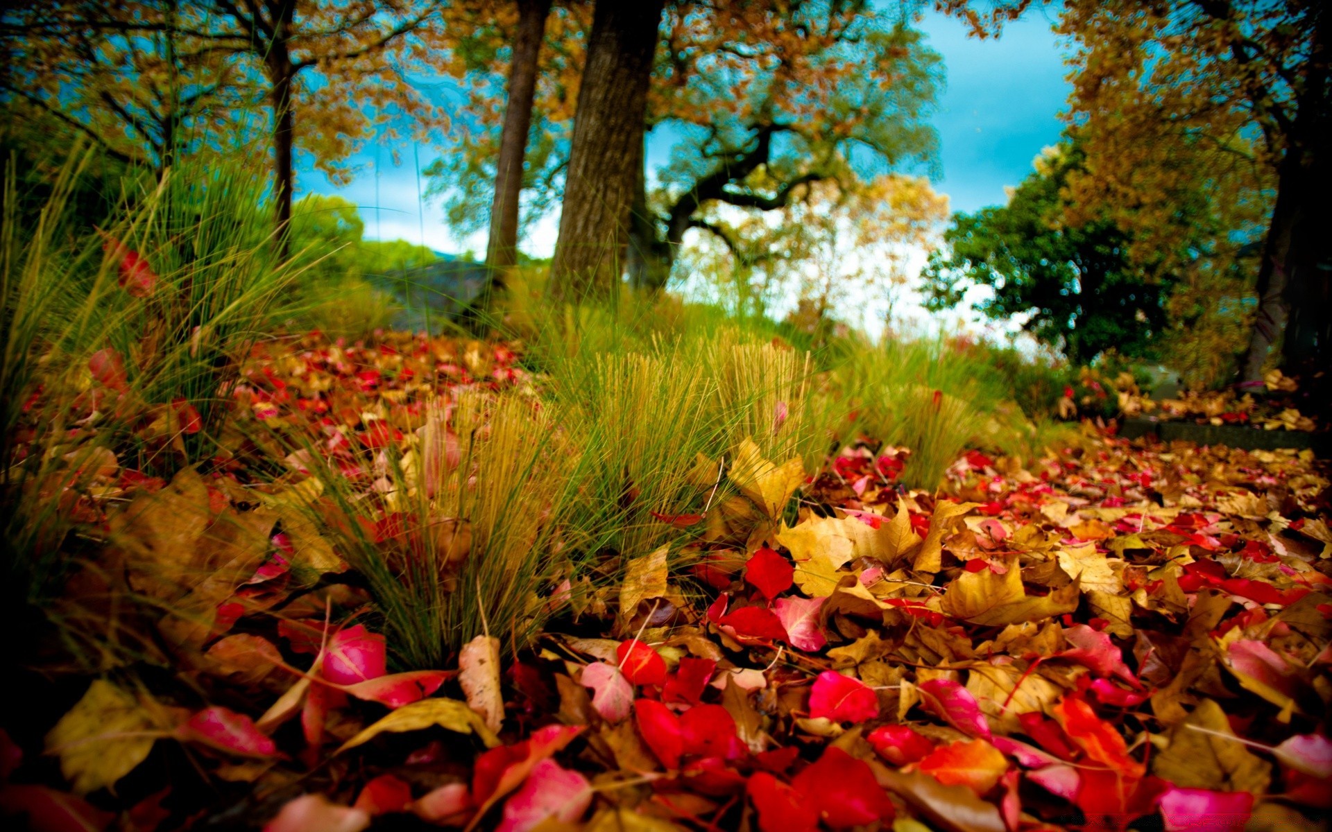 otoño otoño hoja árbol parque naturaleza madera arce temporada al aire libre paisaje color flora jardín medio ambiente escénico oro