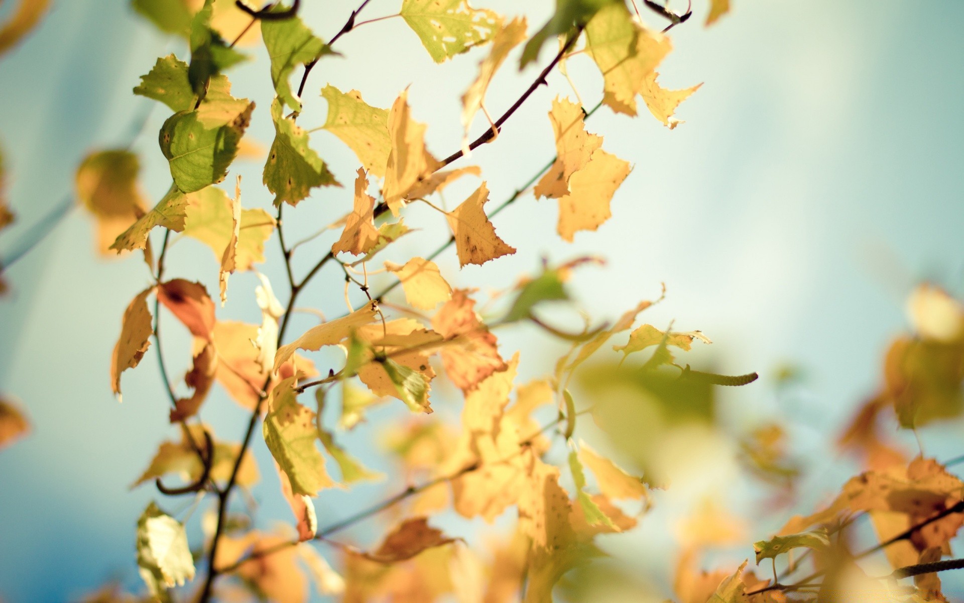 Береза осень золотая листья ветка загрузить