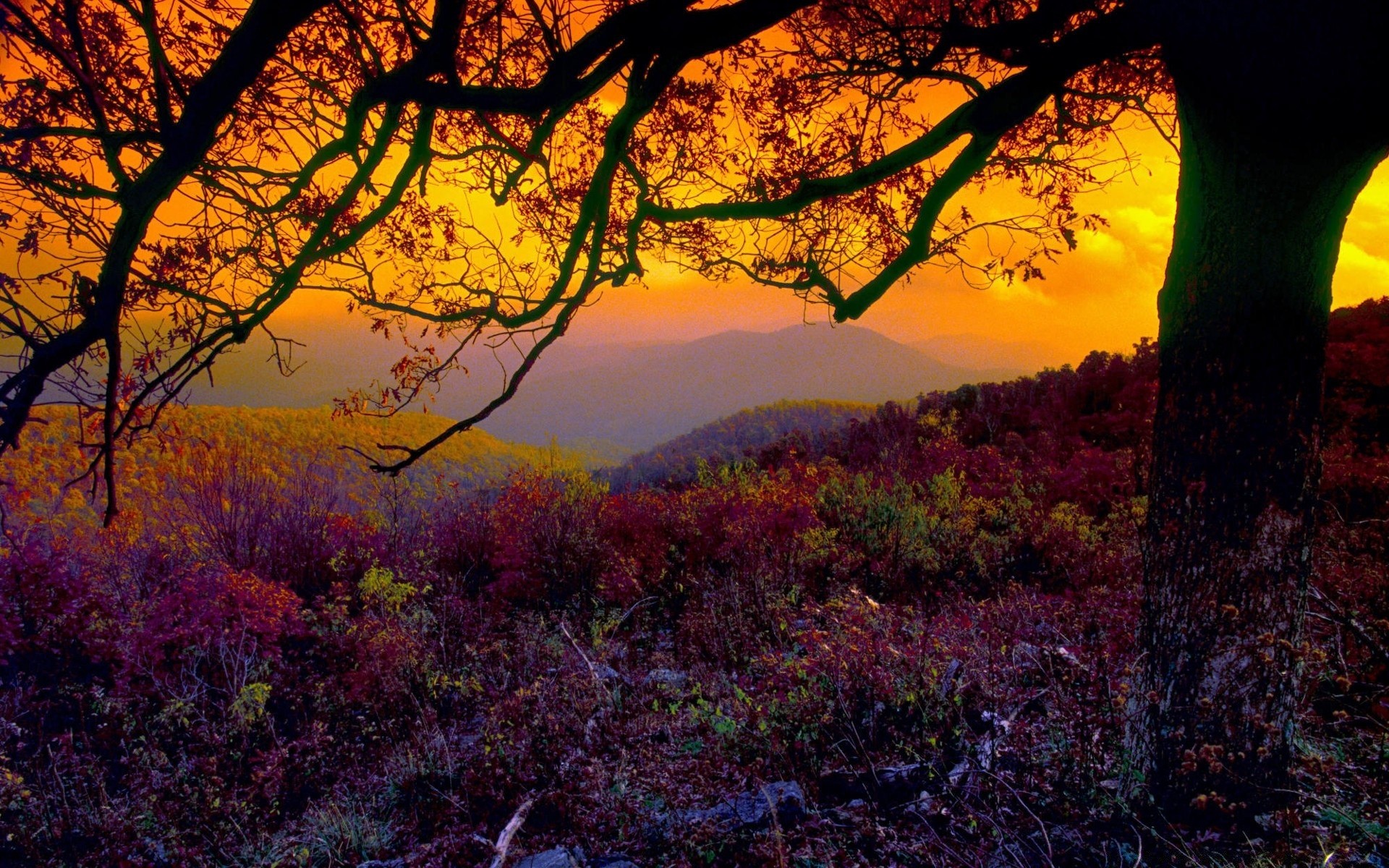 herbst holz herbst blatt landschaft natur dämmerung holz landschaftlich im freien park sonnenuntergang jahreszeit abend gutes wetter sonne hintergrundbeleuchtung farbe zweig landschaft