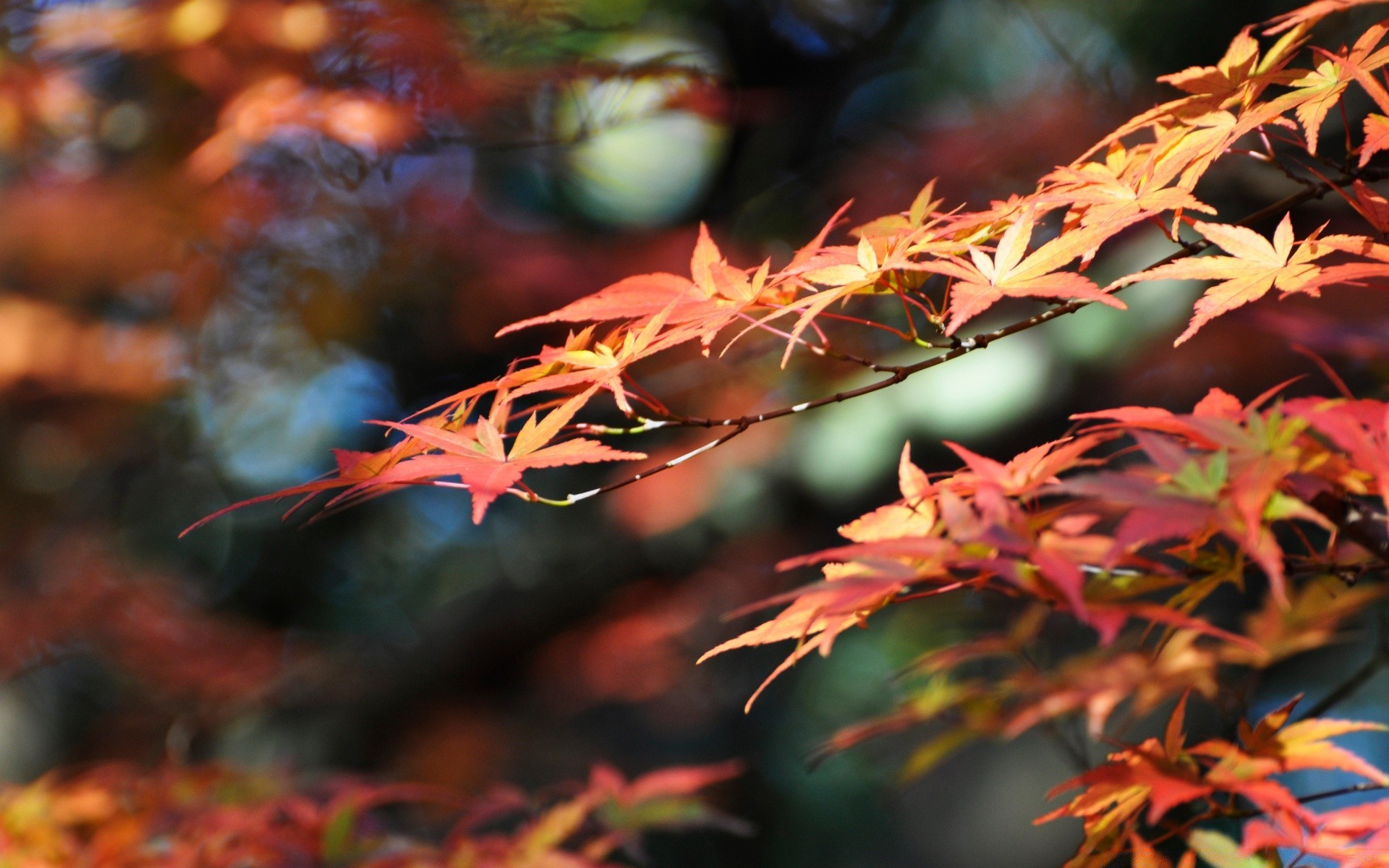 autunno foglia autunno albero natura maple stagione flora all aperto in legno giardino di colore