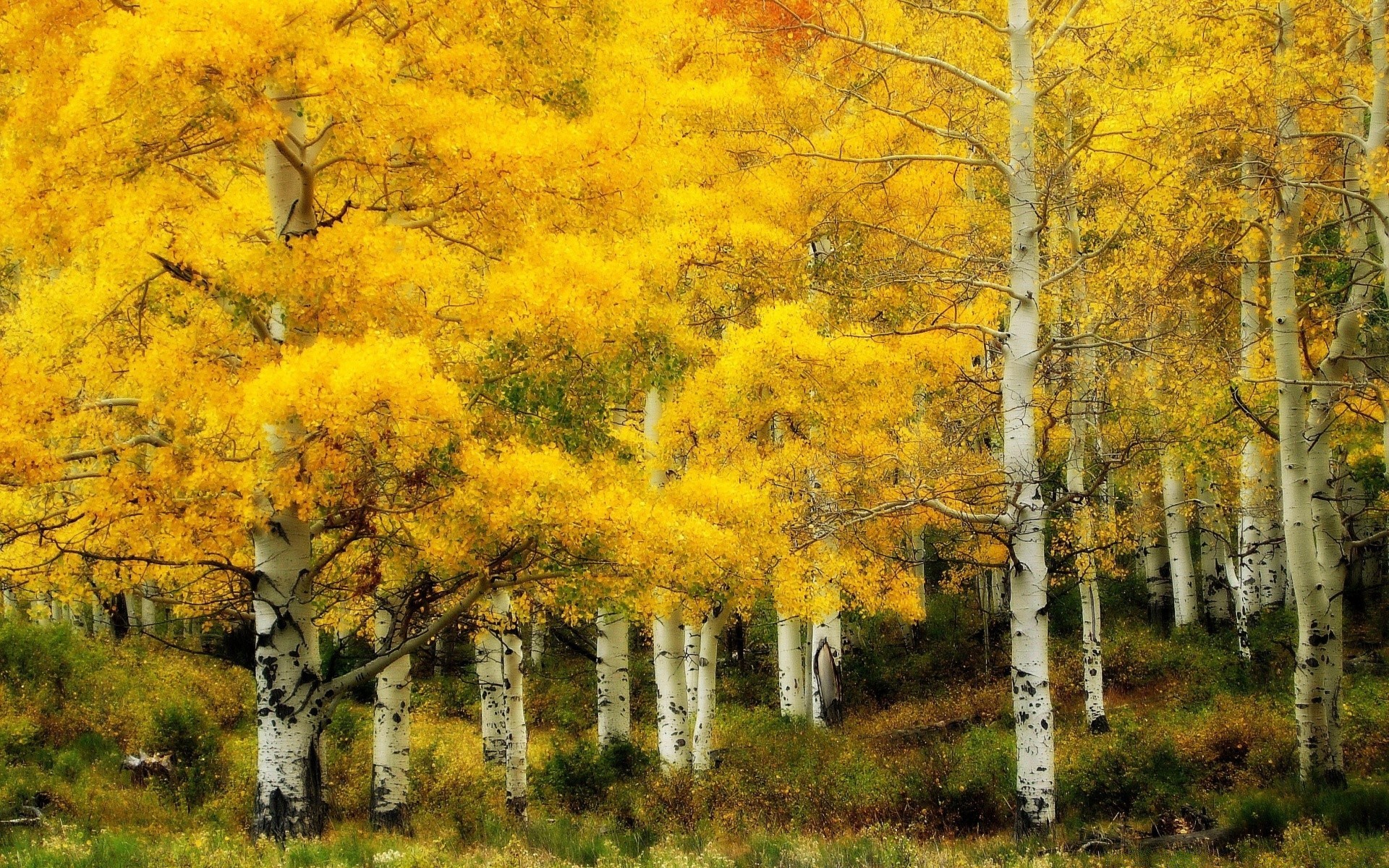 autumn fall tree landscape leaf wood season nature branch outdoors scenic park rural color daylight environment scene scenery gold fair weather