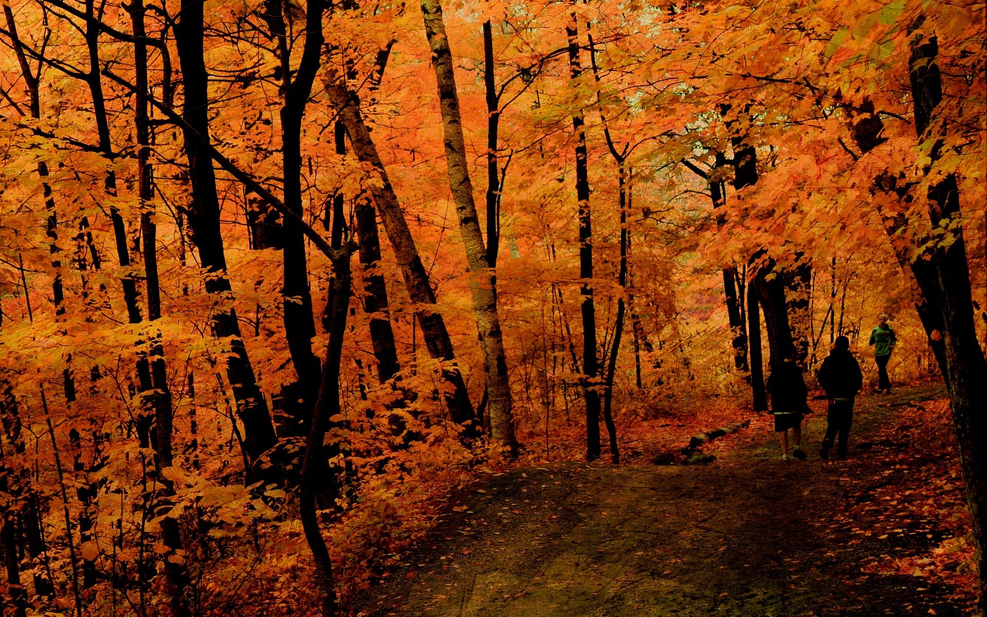 automne automne bois bois à l extérieur feuille aube paysage nature parc beau temps lumière du jour scénique