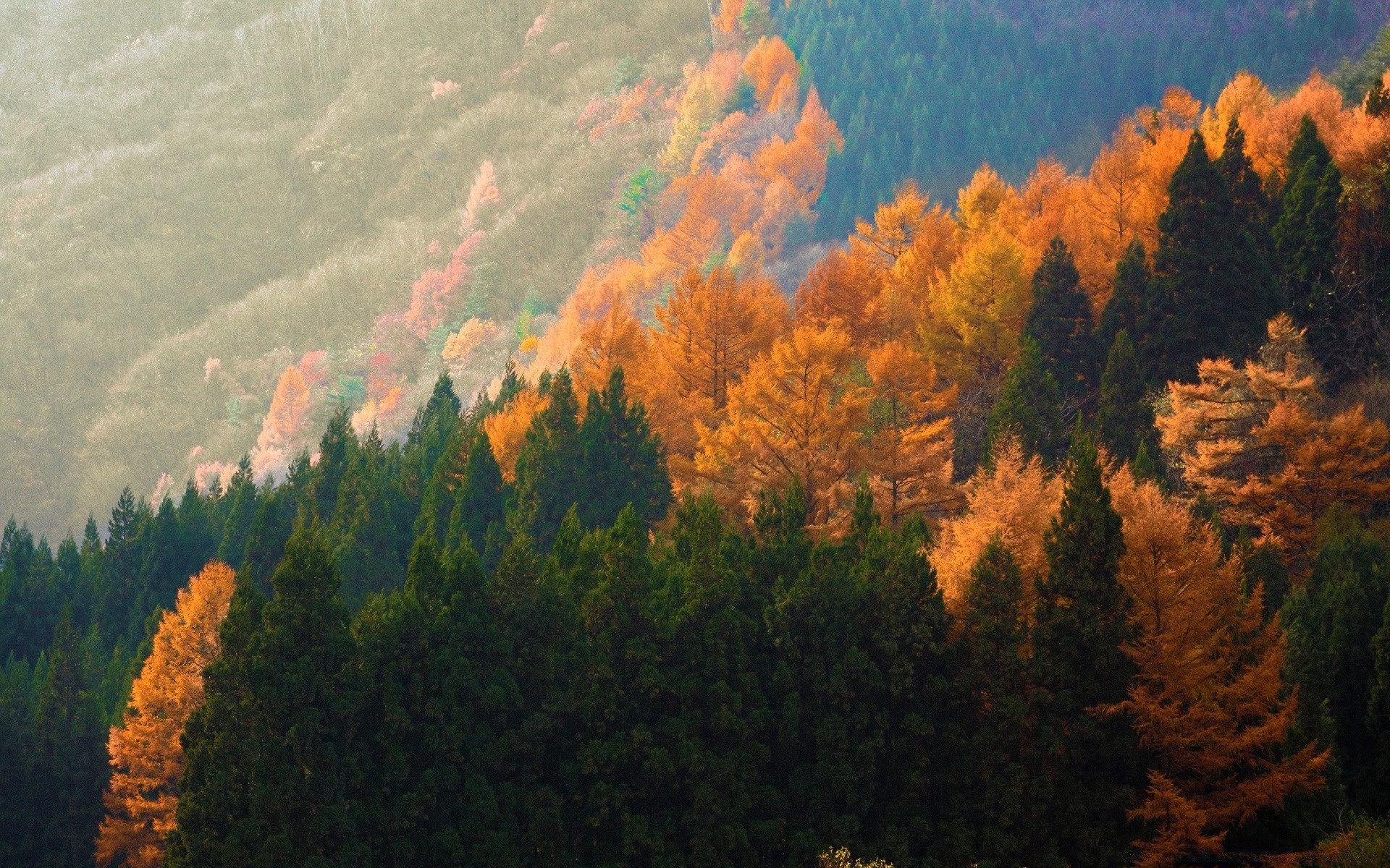 jesień jesień drzewo na zewnątrz drewno iglaste świt mgła wieczorem światło dzienne natura oświetlony zachód słońca krajobraz mgła liść góry scenic evergreen