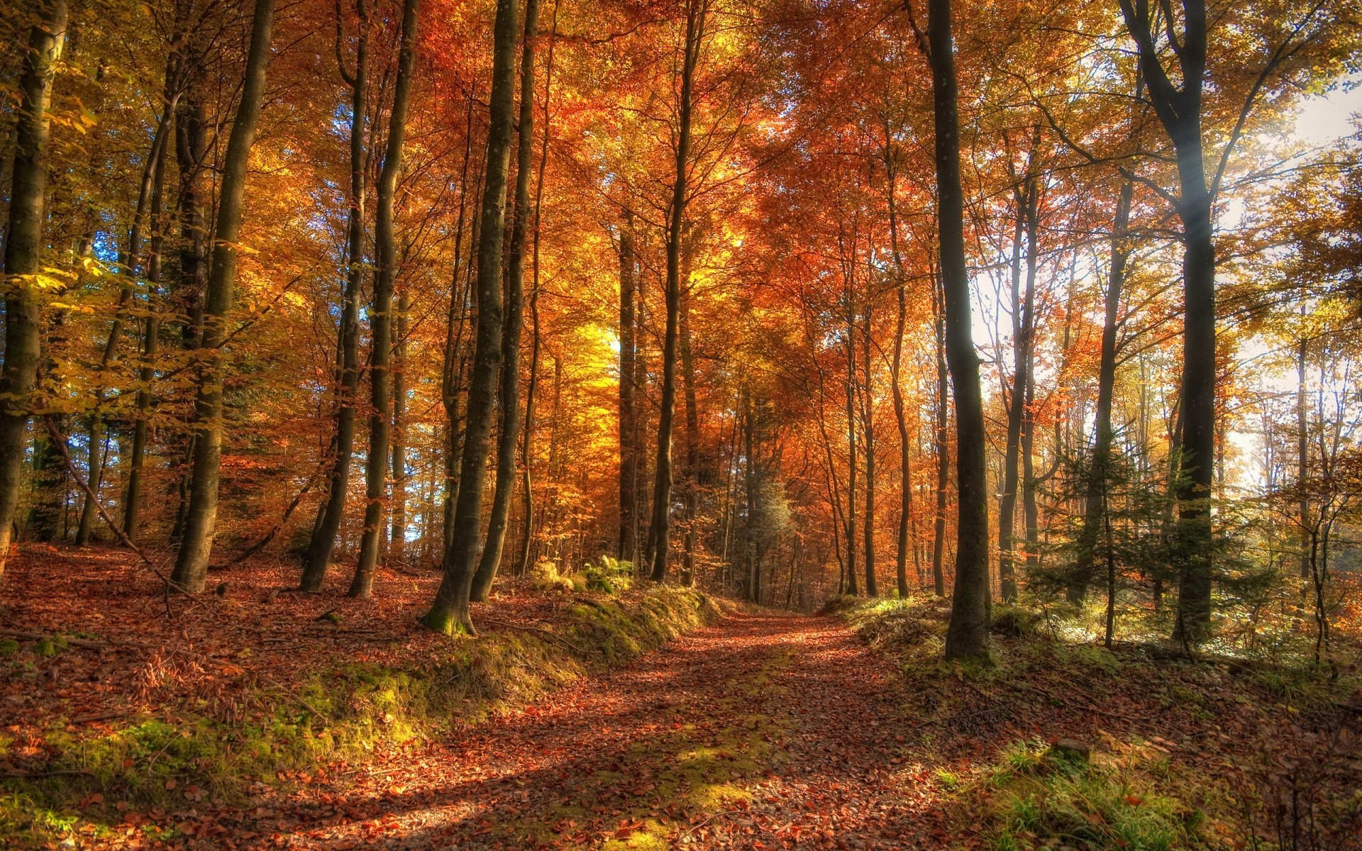 automne bois arbre automne paysage feuille parc aube brouillard nature brouillard beau temps saison scénique environnement guide soleil paysages hêtre lumière