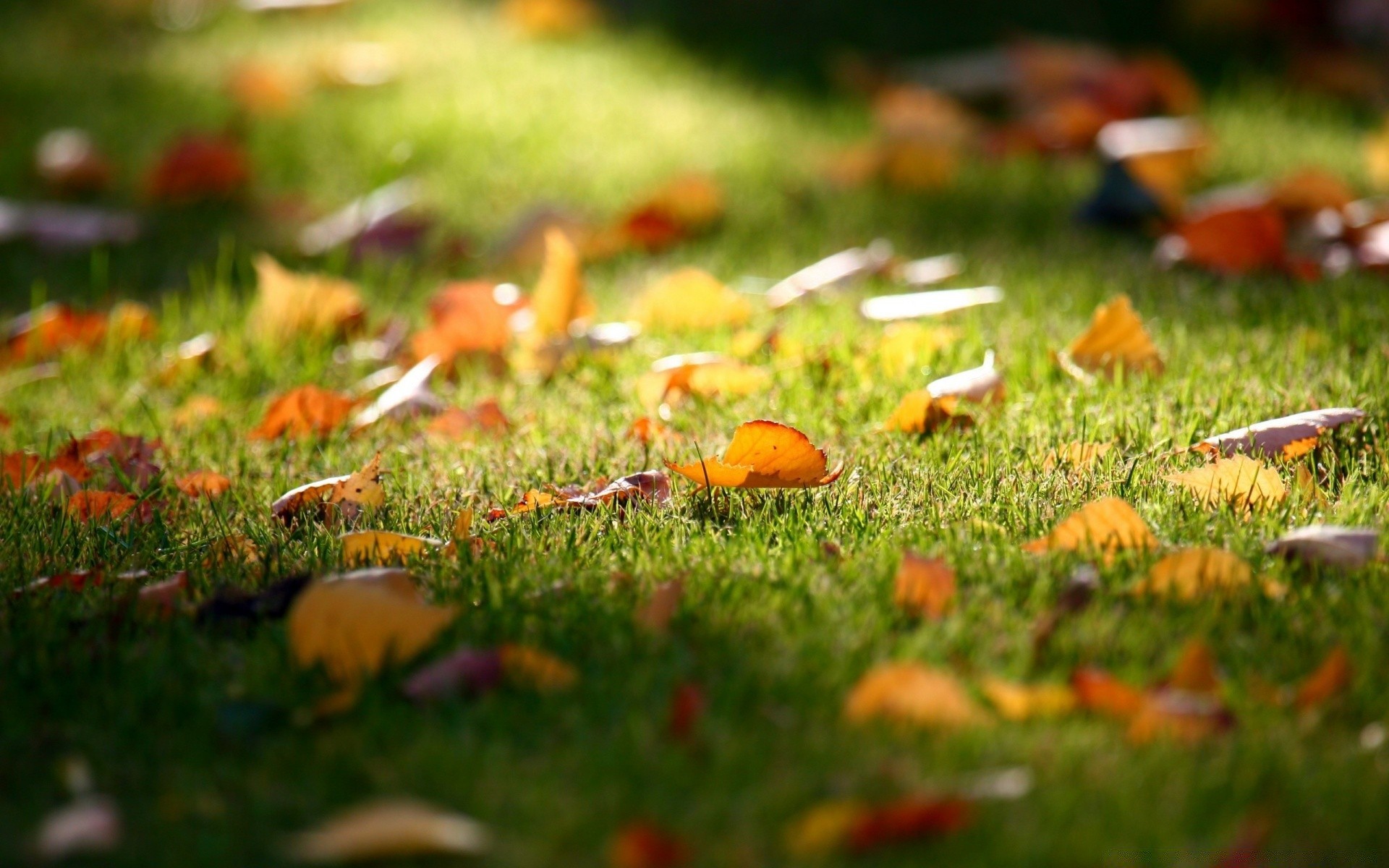 jesień trawa jesień ziemia natura liść sezon trawnik zewnętrzny park flora ogród grzyb lato sianokosy wzrost grzyb pole kolor drewna