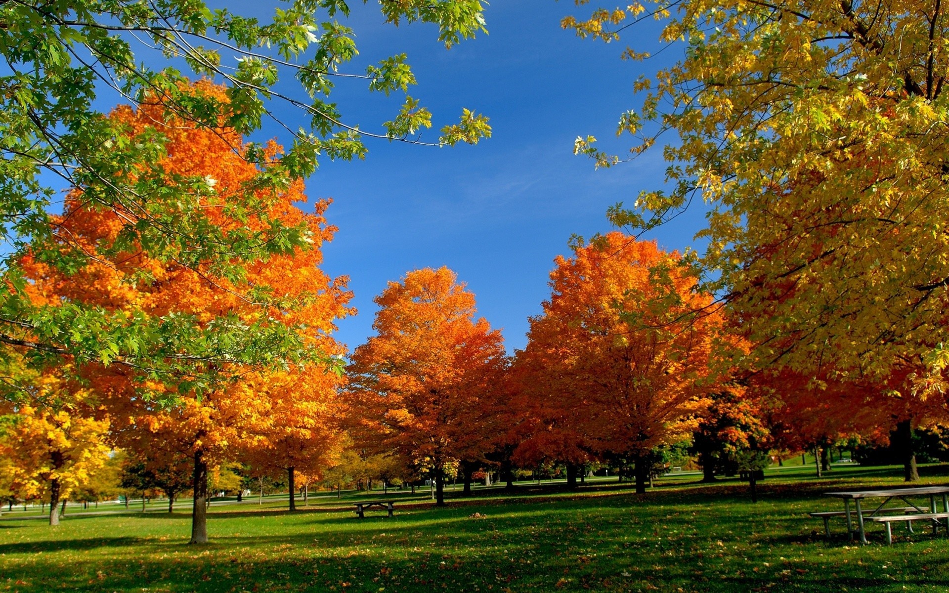 automne automne feuille arbre saison parc érable paysage nature bois lumineux à l extérieur scénique scène beau temps branche paysages or