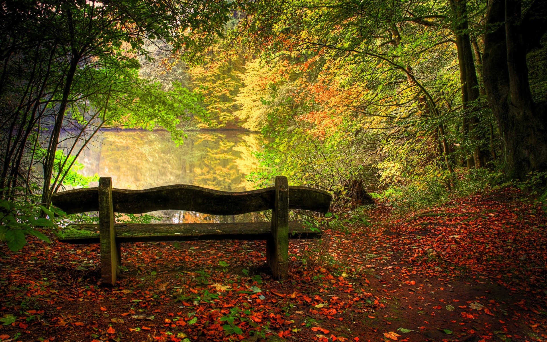 autumn wood tree fall leaf nature bench landscape park garden light outdoors