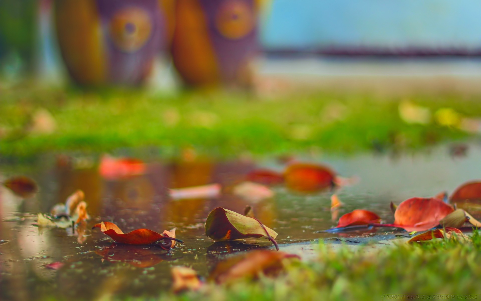 herbst essen im freien unschärfe tageslicht farbe gras wasser herbst blume garten natur wachsen landschaft sommer