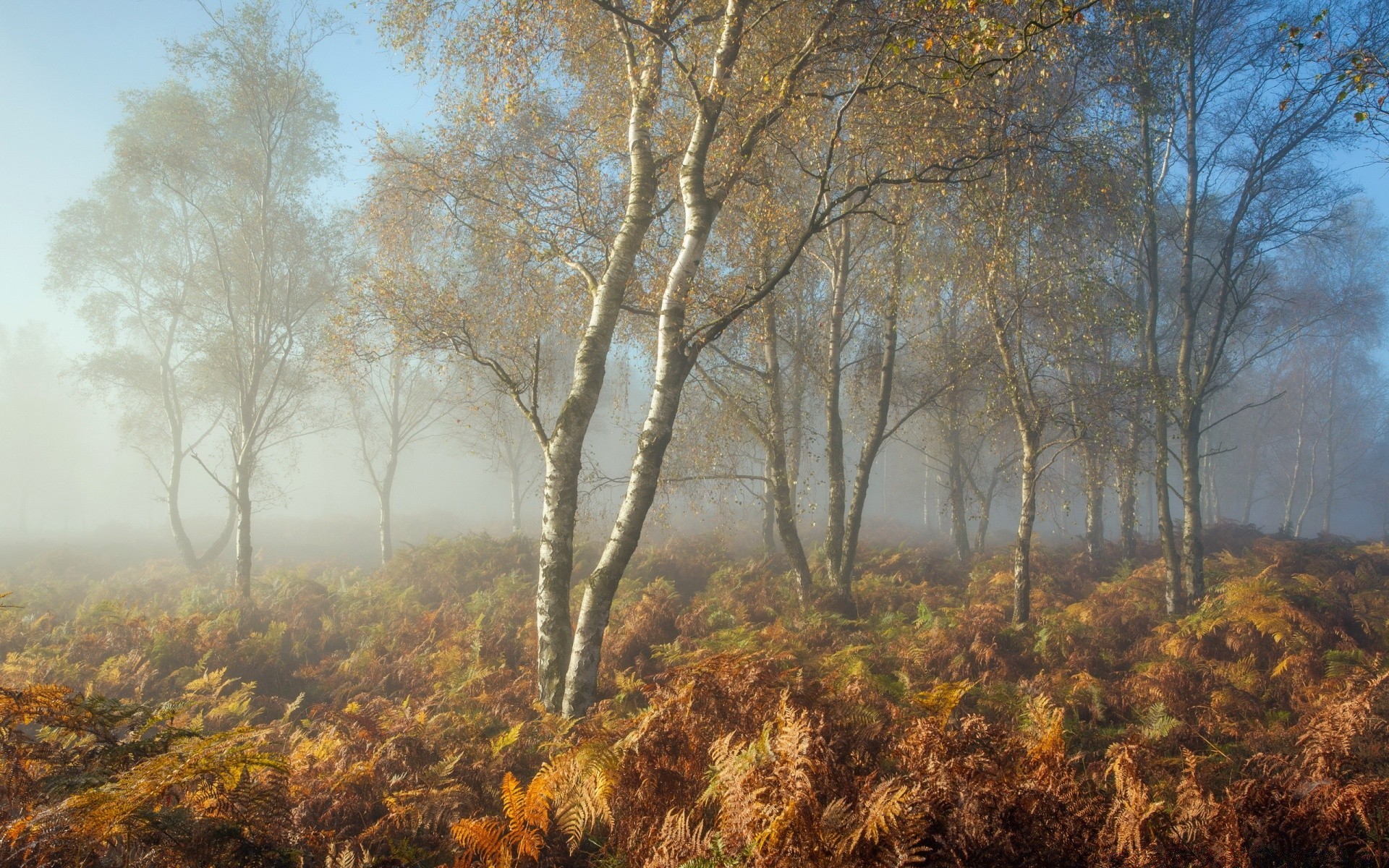 autunno paesaggio albero legno autunno natura foglia alba stagione ambiente scenico all aperto bel tempo tempo campagna nebbia scena parco ramo rurale