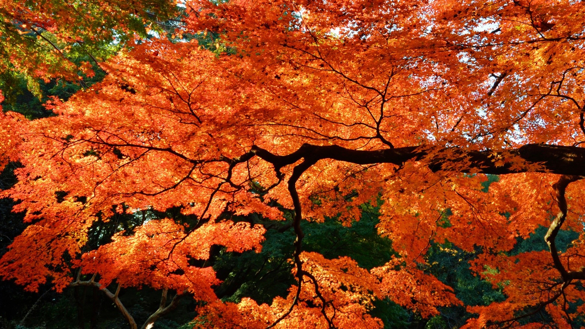 herbst herbst blatt ahorn holz natur landschaft im freien saison park ändern holz farbe landschaftlich hell gold