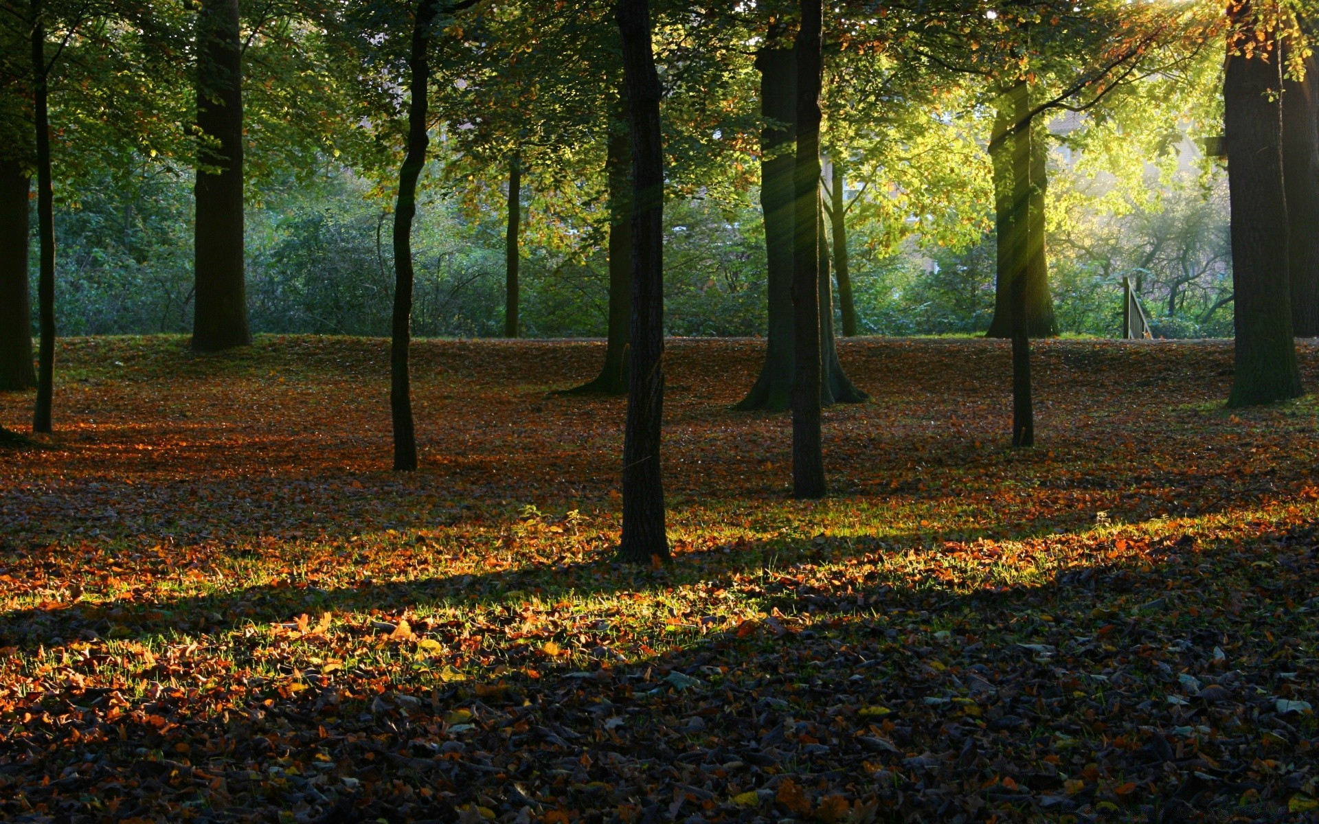 autumn fall leaf tree park landscape maple wood light dawn nature backlit season guidance sun fair weather color gold alley scenic