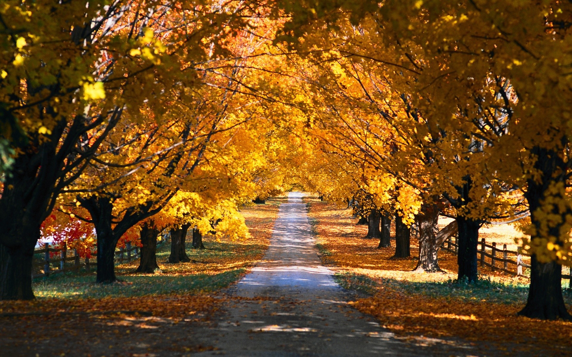 automne automne arbre feuille route paysage parc guide ruelle scénique érable saison branche bois avenue sentier or à l extérieur nature aube