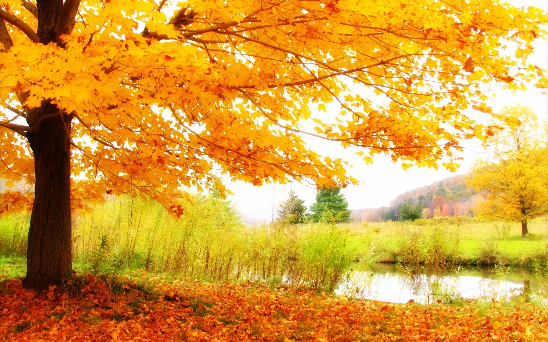 autumn fall leaf tree maple landscape nature wood season park scenic gold outdoors scenery fair weather dawn environment bright countryside rural