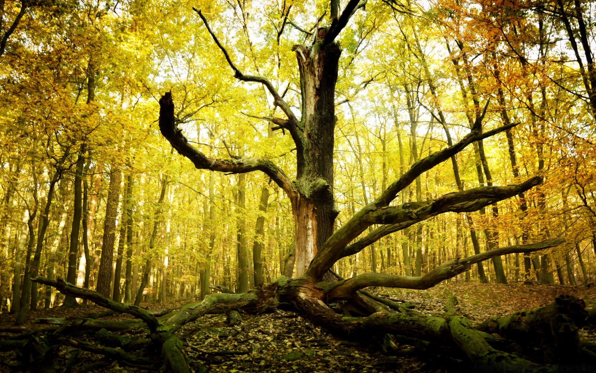 jesień drewno drzewo liść jesień park krajobraz natura sceniczny oddział sezon krajobrazy dobra pogoda świt klon środa buk słońce światło bujne przewodnik