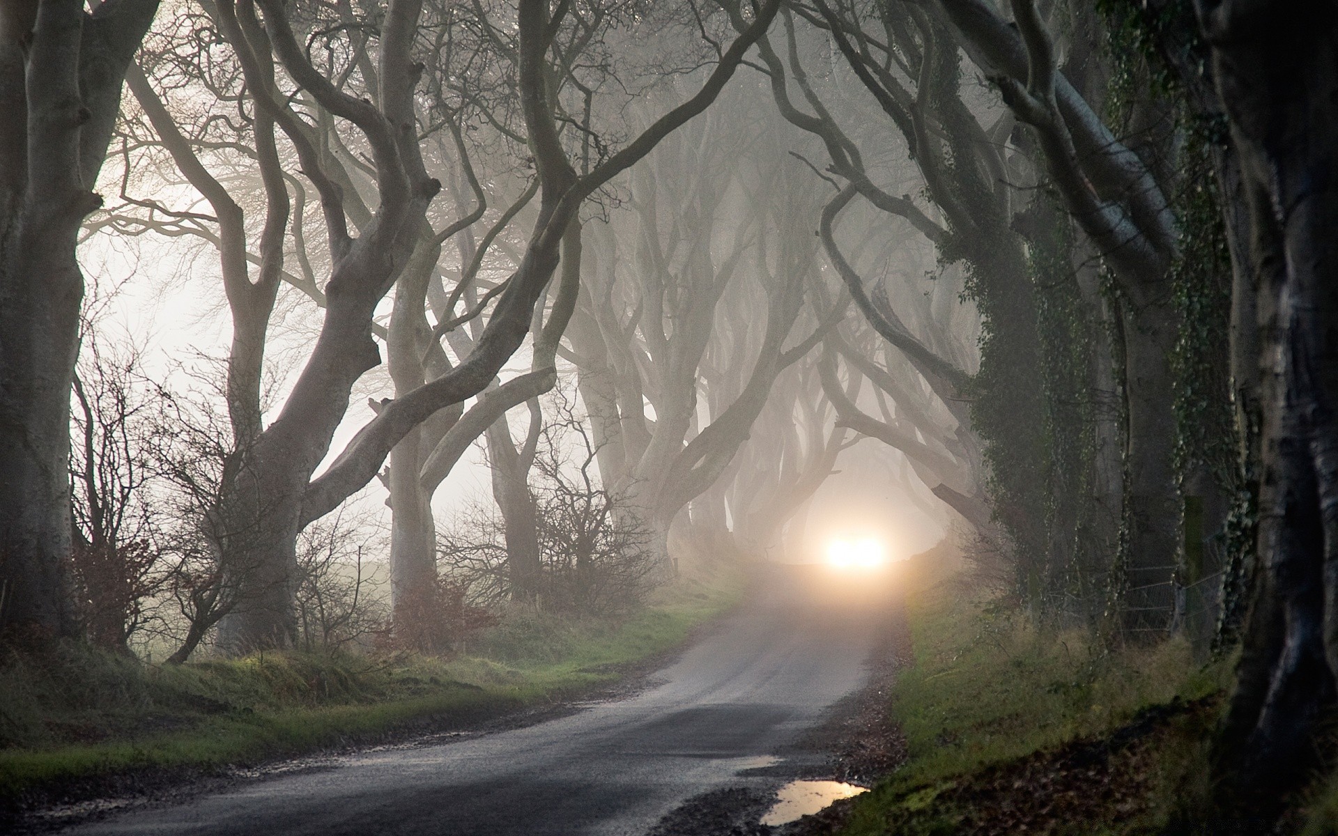 otoño árbol carretera paisaje niebla madera amanecer luz guía naturaleza otoño niebla parque hoja medio ambiente al aire libre tiempo sol