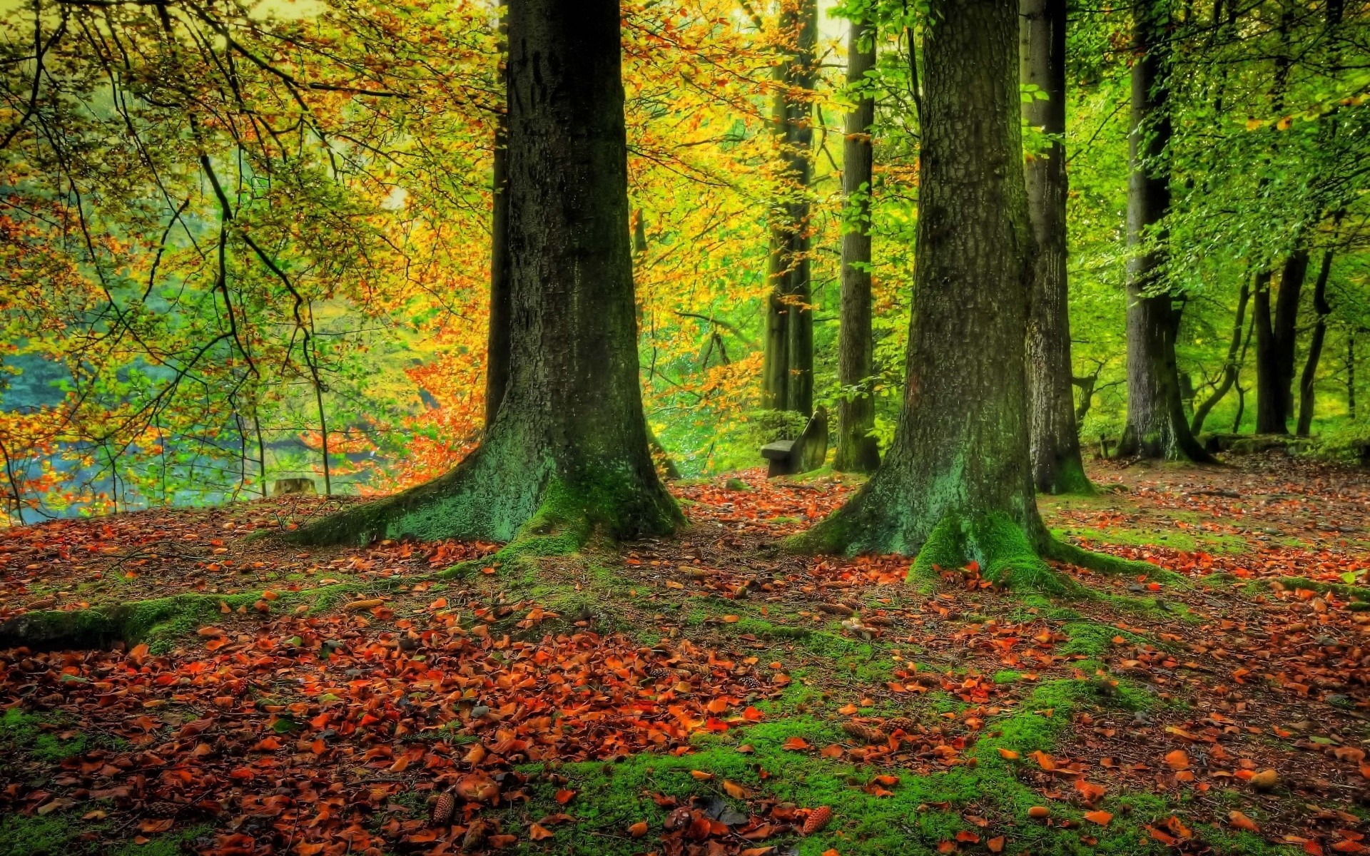 autumn fall leaf wood tree park landscape nature beech season scenic maple dawn scenery mist guidance footpath environment lush fog sunbeam