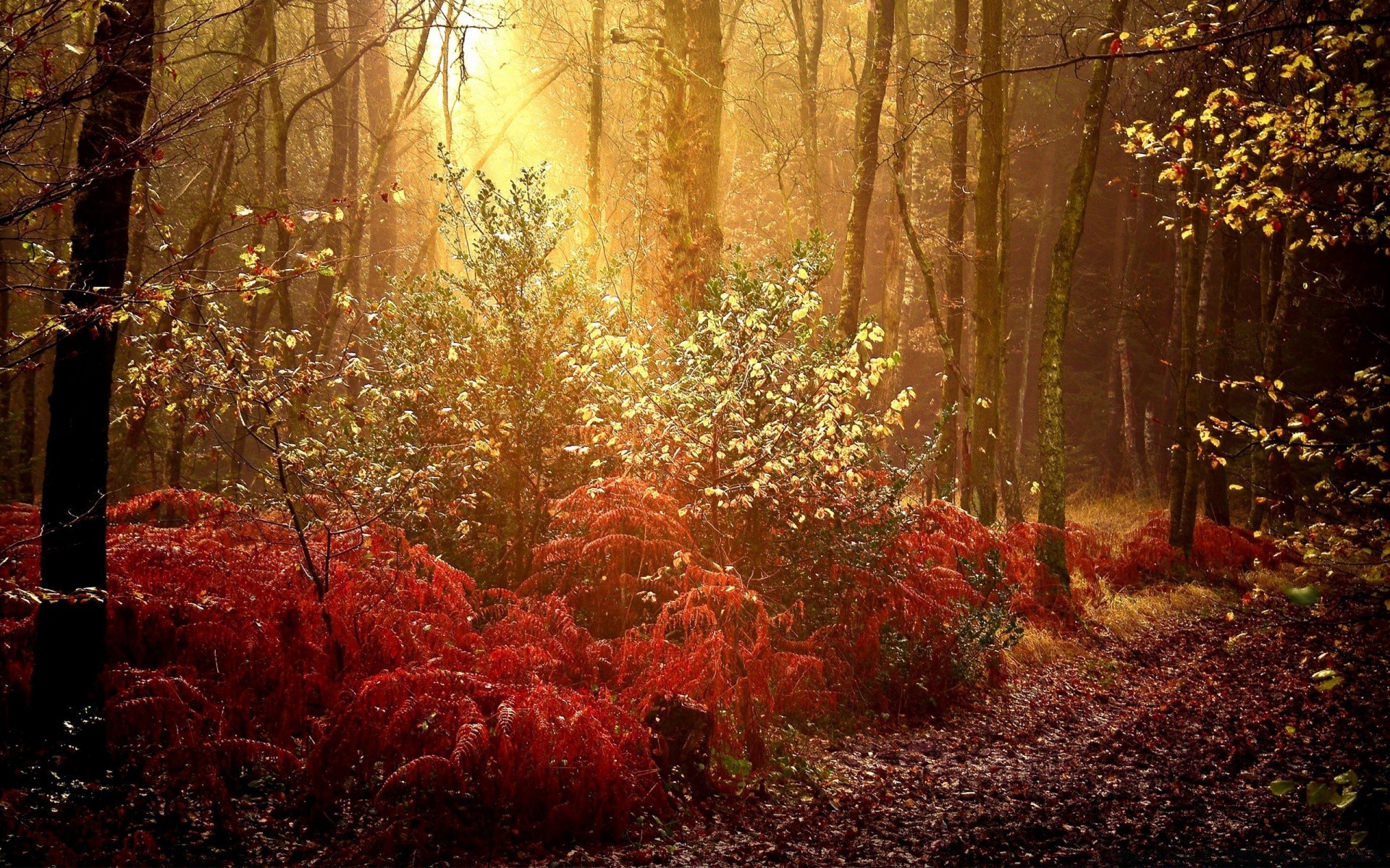 autumn fall wood tree leaf park season landscape nature fog maple gold mist dawn fair weather outdoors scenery countryside sun environment light