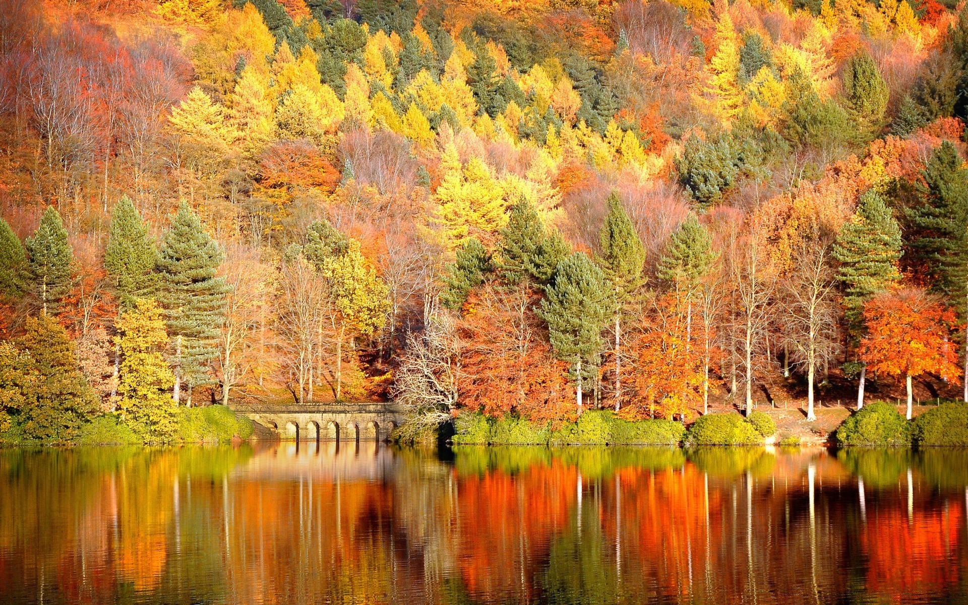 automne automne bois feuille nature paysage arbre saison lac scénique à l extérieur rivière eau paysage parc couleur érable réflexion lumineux sauvage