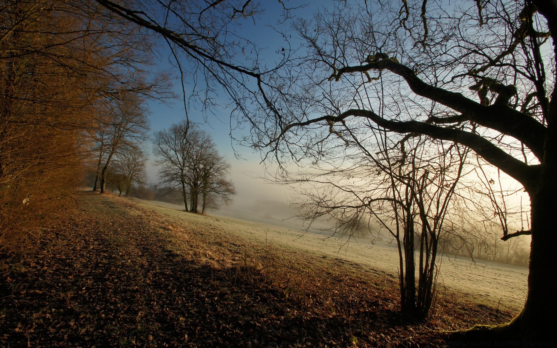 autunno albero paesaggio alba nebbia autunno legno nebbia natura illuminato luce ramo ombra parco tramonto all aperto sole inverno sera foglia