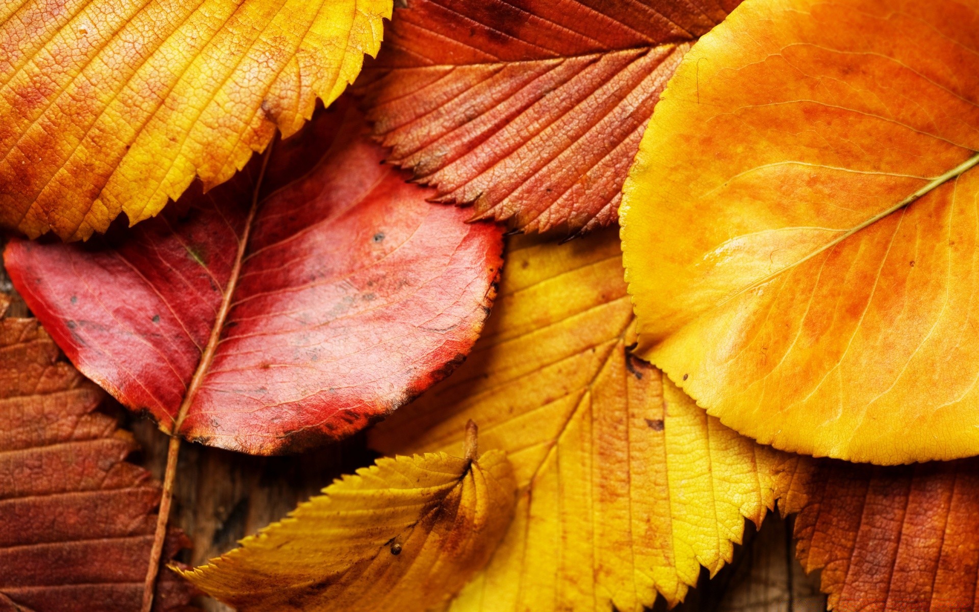 automne feuille automne nature bureau flore érable couleur bois texture lumineux saison gros plan bois modèle lumineux croissance or veines