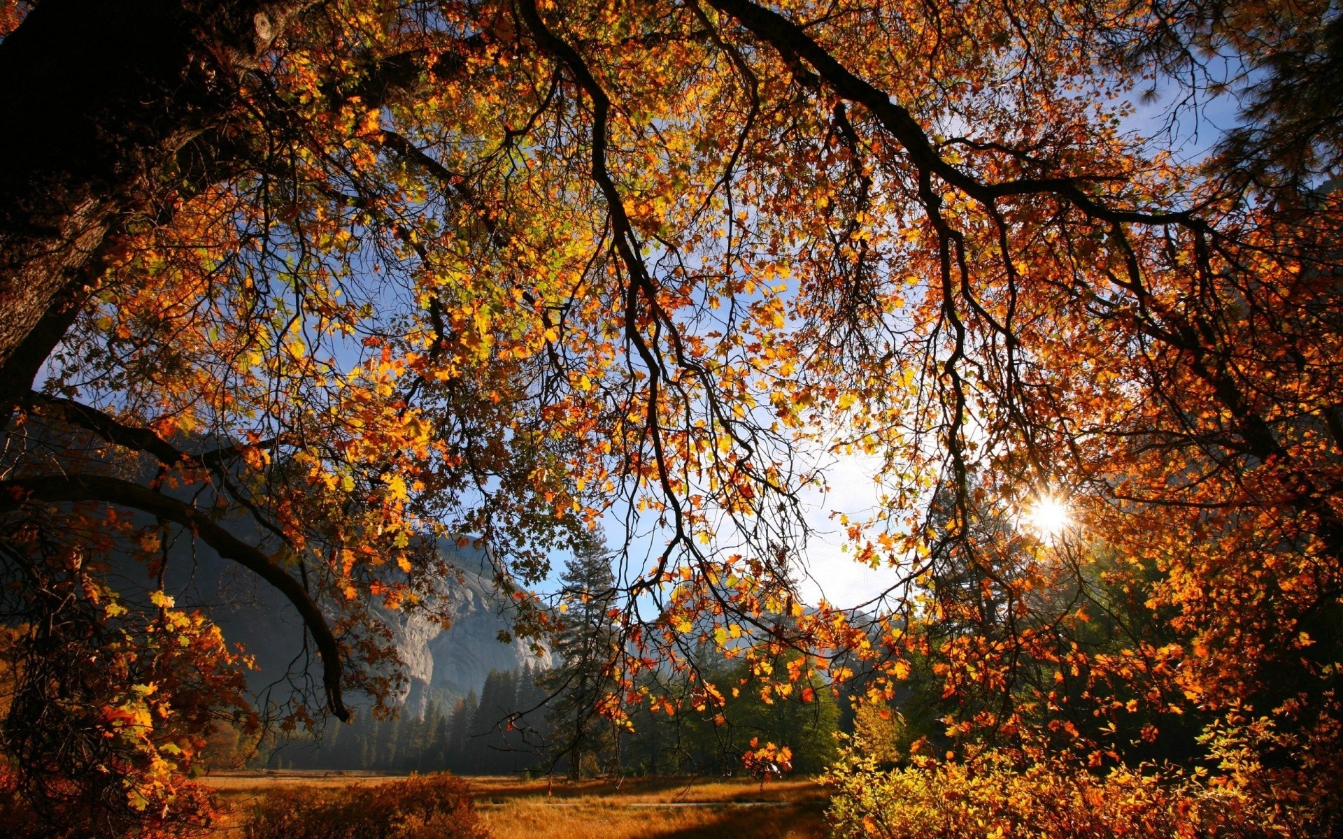 autumn fall tree leaf landscape park season wood branch maple scenic nature outdoors fair weather dawn gold