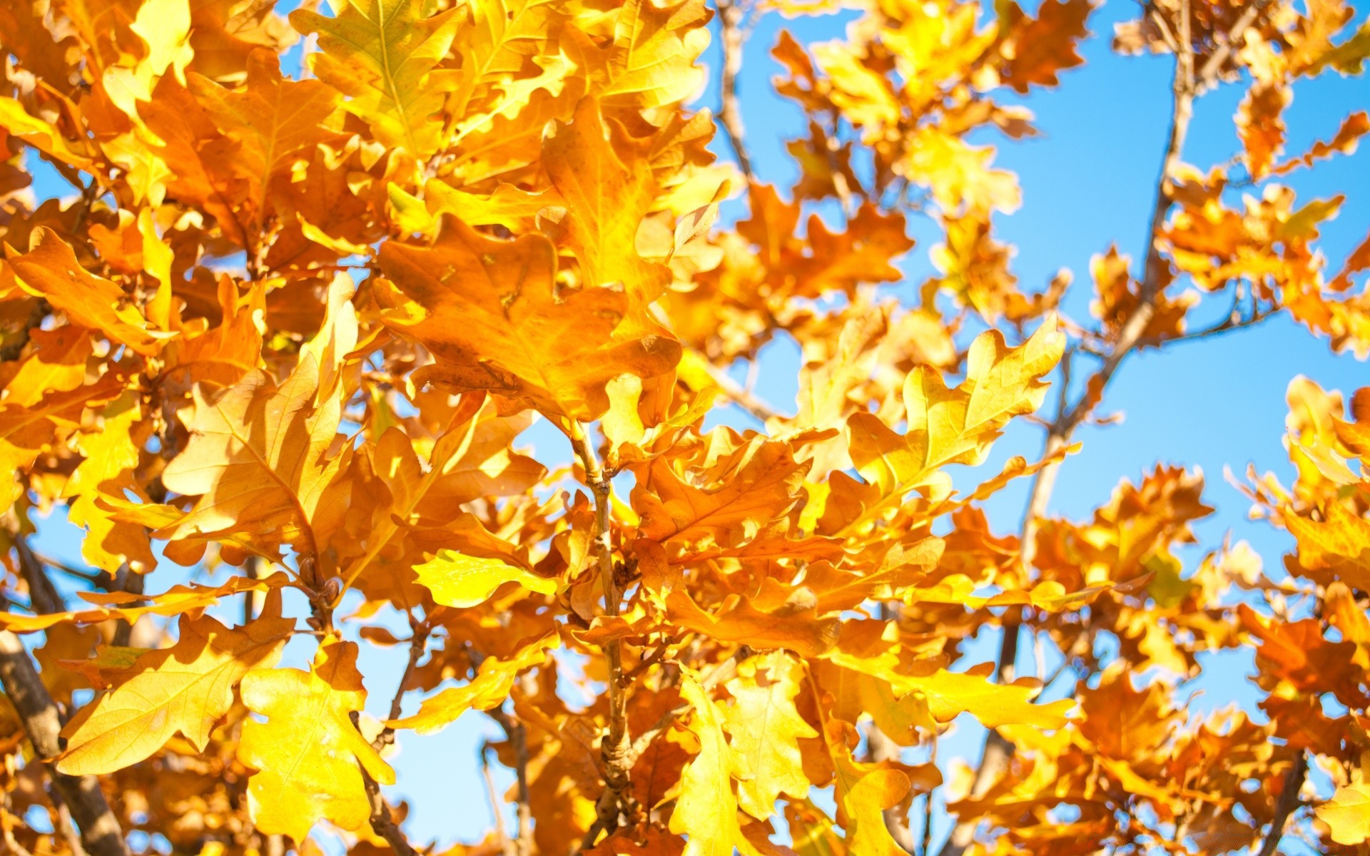 autumn fall leaf tree season gold branch nature flora outdoors color park bright maple wood fair weather