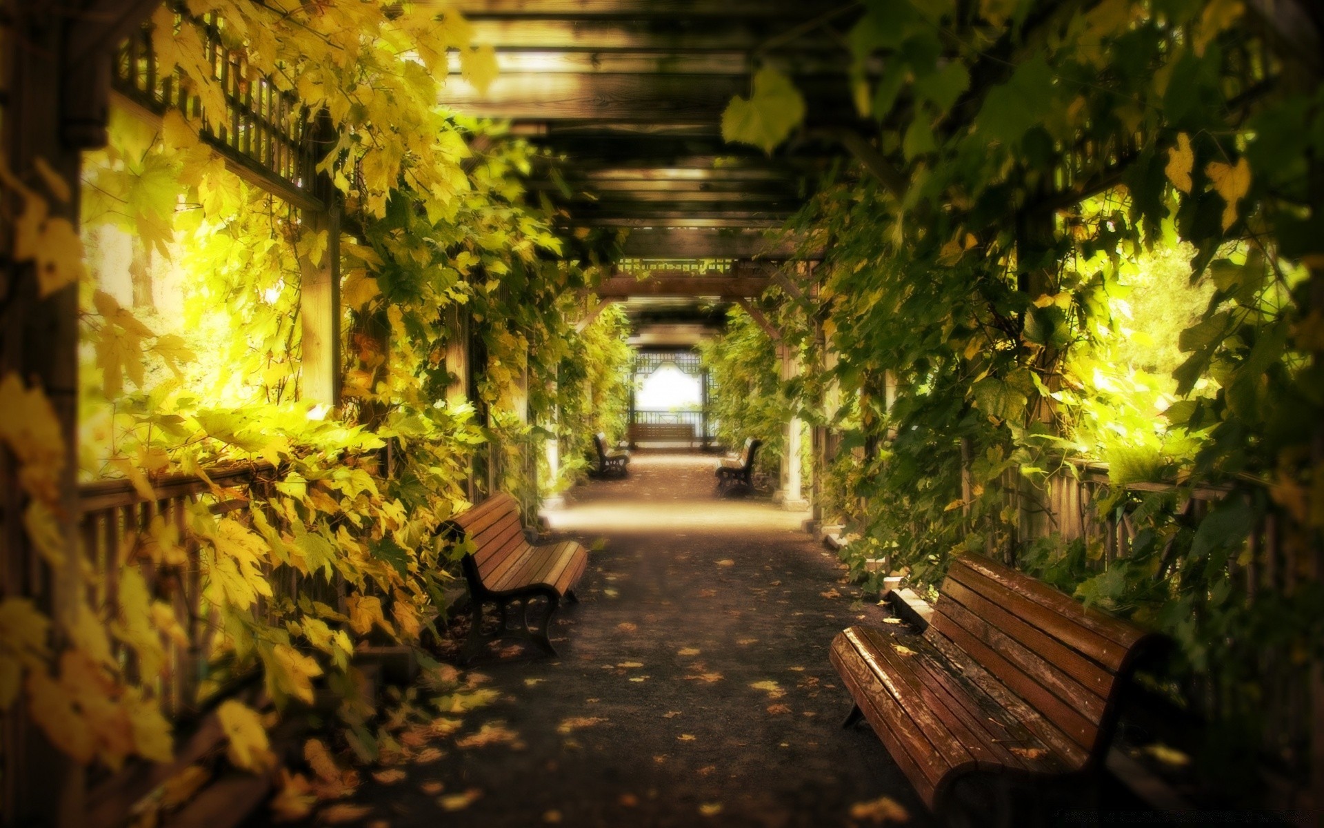 otoño jardín madera banco hoja árbol luz arquitectura flor parque viajes al aire libre callejón guía casa calle naturaleza