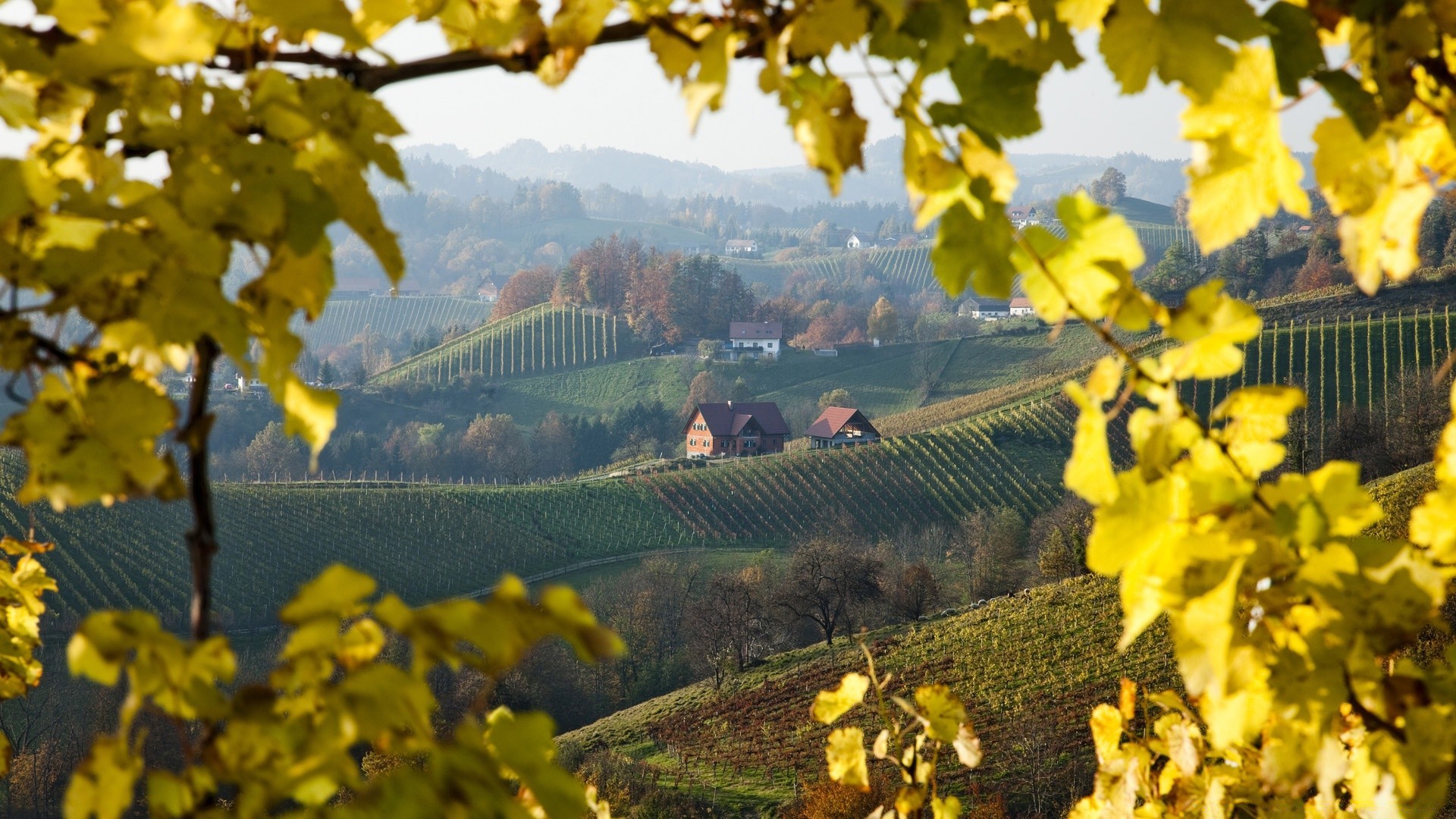 autunno albero autunno vigneto all aperto foglia agricoltura natura paesaggio flora legno vite cielo crescita stagione bel tempo scenico campagna luce del giorno rurale