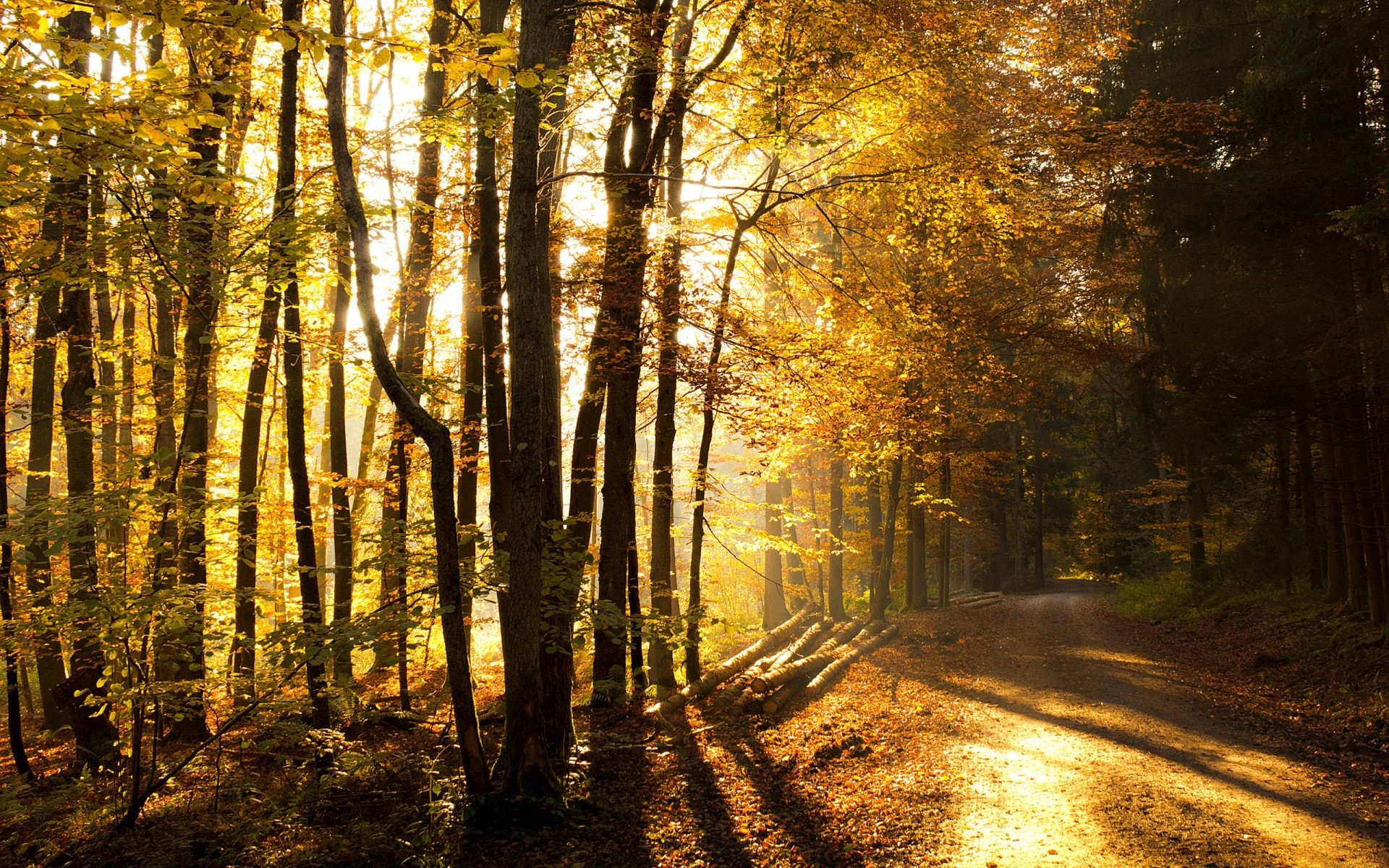 sonbahar ahşap sonbahar ağaç manzara yaprak şafak yol rehberlik park güzel hava sis ışık doğa sis doğal güneş açık havada şube kırsal