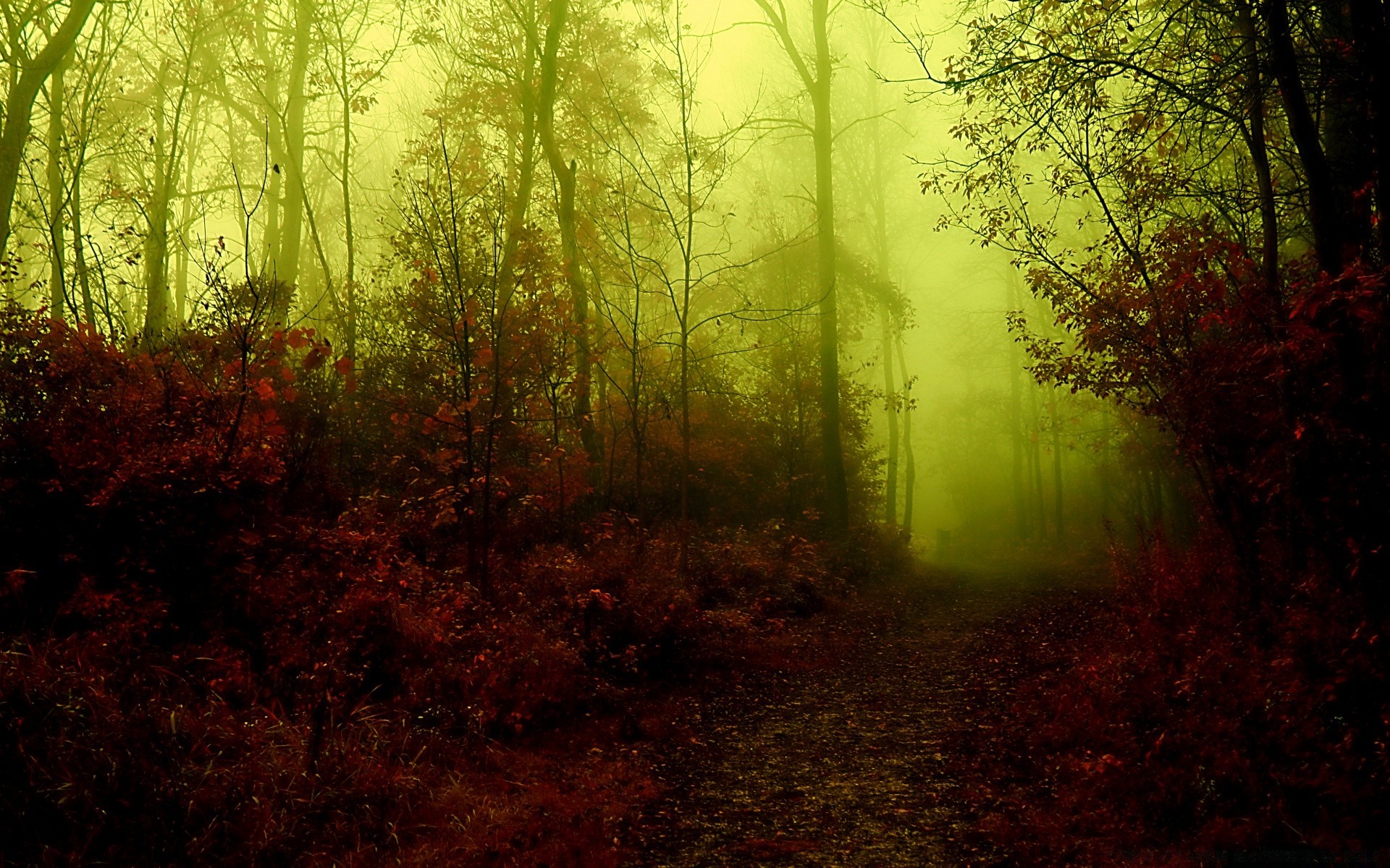 autumn fall wood tree landscape mist fog leaf dawn nature park light sun backlit fair weather