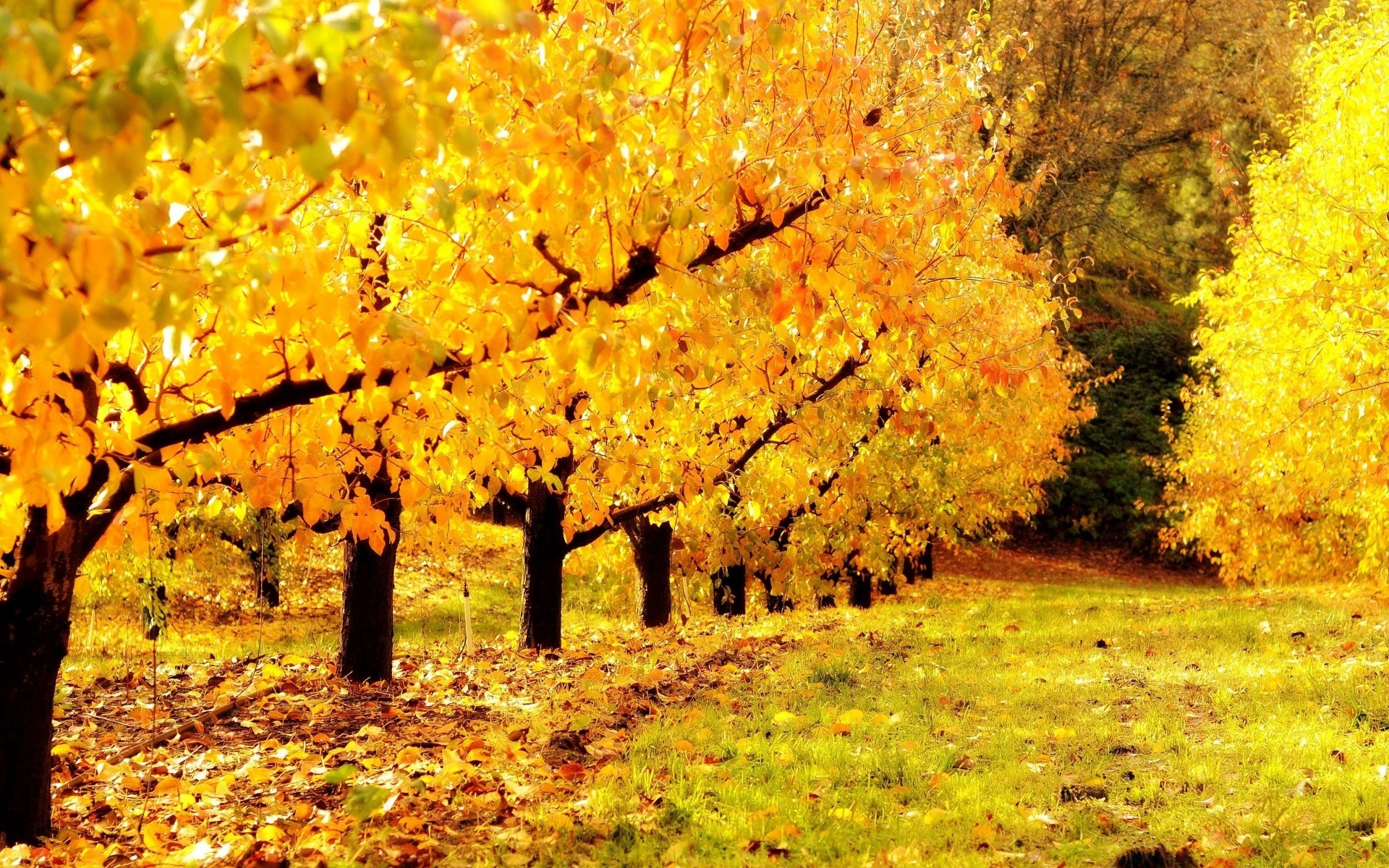 herbst herbst holz blatt saison landschaft natur park holz zweig gold ahorn landschaftlich farbe umwelt im freien gutes wetter szene landschaft landschaft