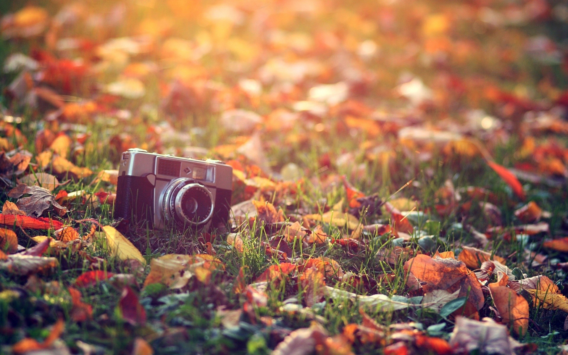 automne automne feuille nature saison couleur à l extérieur flore bureau bois herbe sol nourriture jardin arbre pâturage parc or