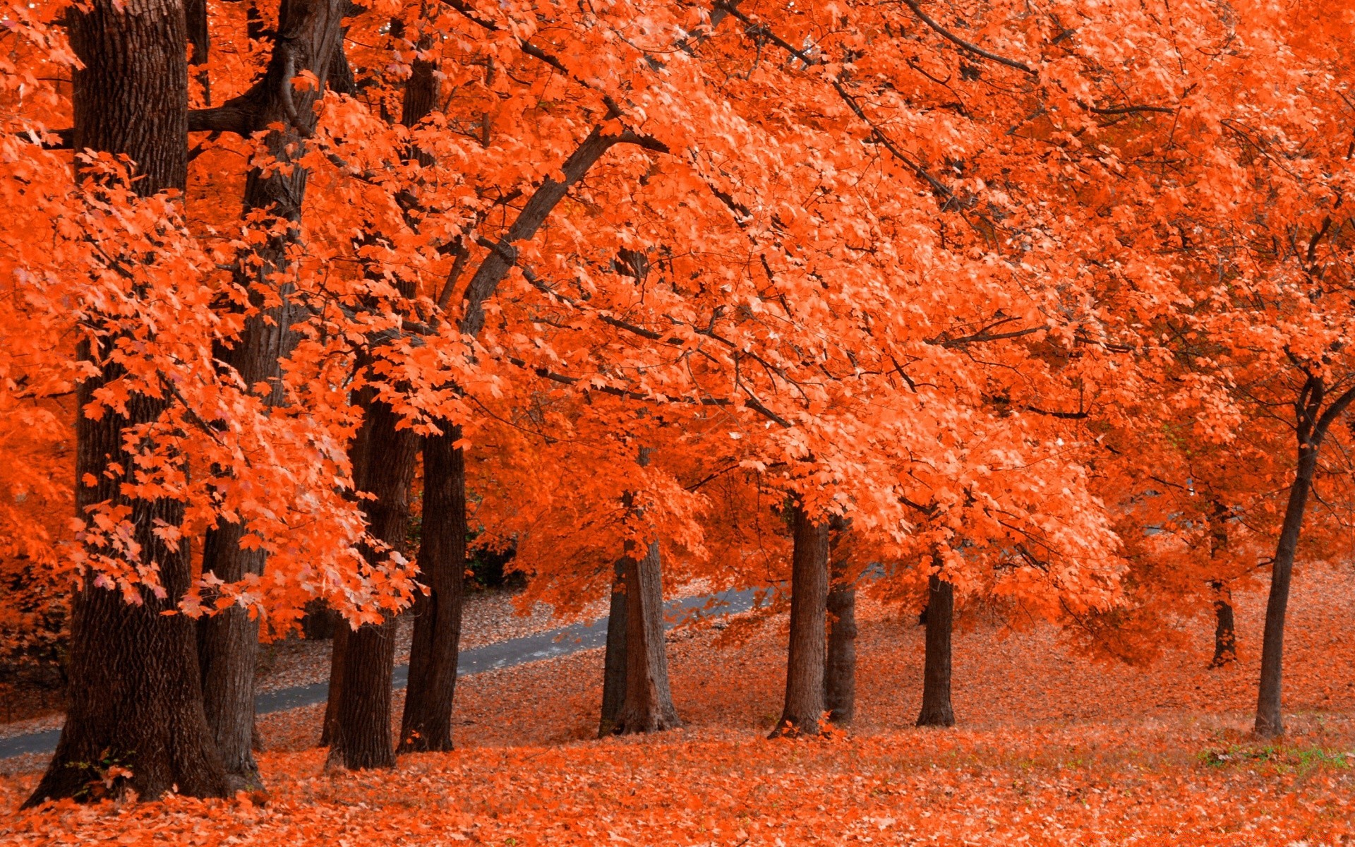 autumn fall tree leaf outdoors wood nature maple landscape park season daylight environment