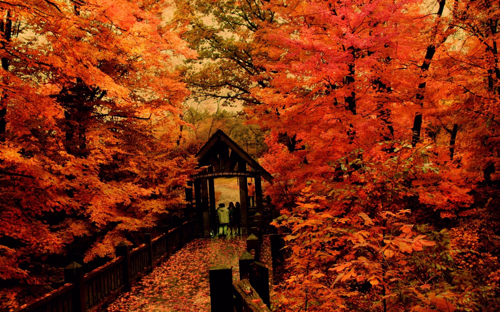 autunno autunno foglia acero legno all aperto albero