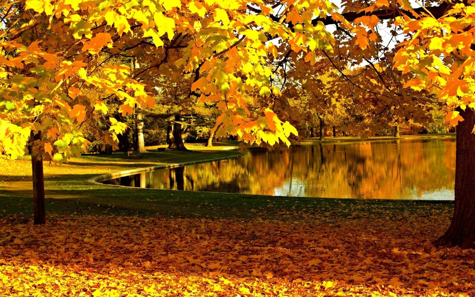 automne automne feuille érable arbre saison parc nature bois or paysage scénique à l extérieur couleur paysage manuel luxuriante branche changement lumineux