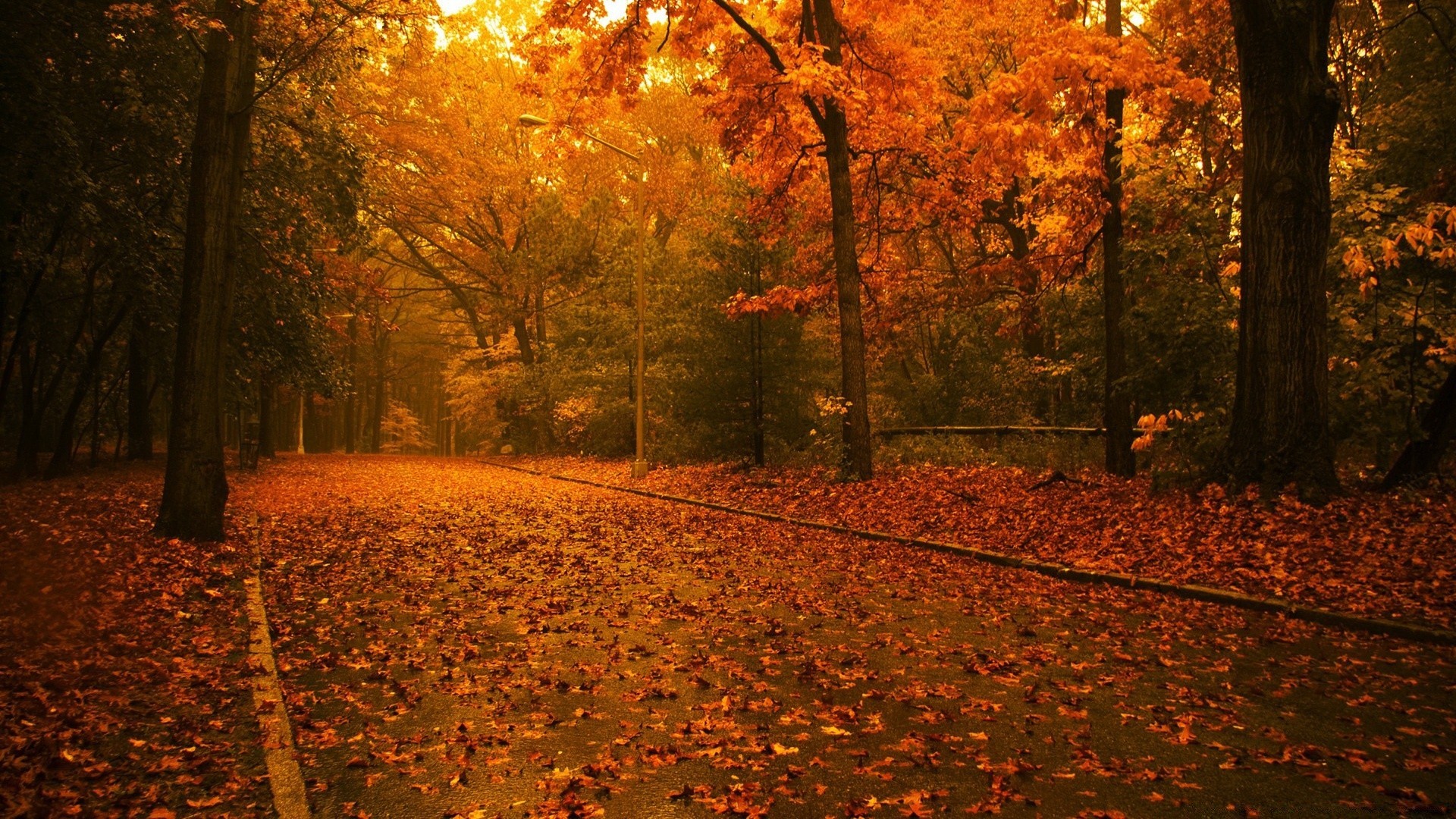 autumn fall tree leaf wood maple dawn park gold outdoors landscape