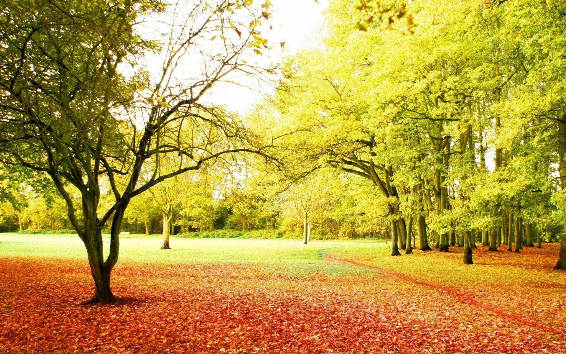 herbst herbst baum saison park landschaft blatt natur landschaft landschaftlich szene landschaft gras guide holz landschaftlich zweig umwelt straße hell land