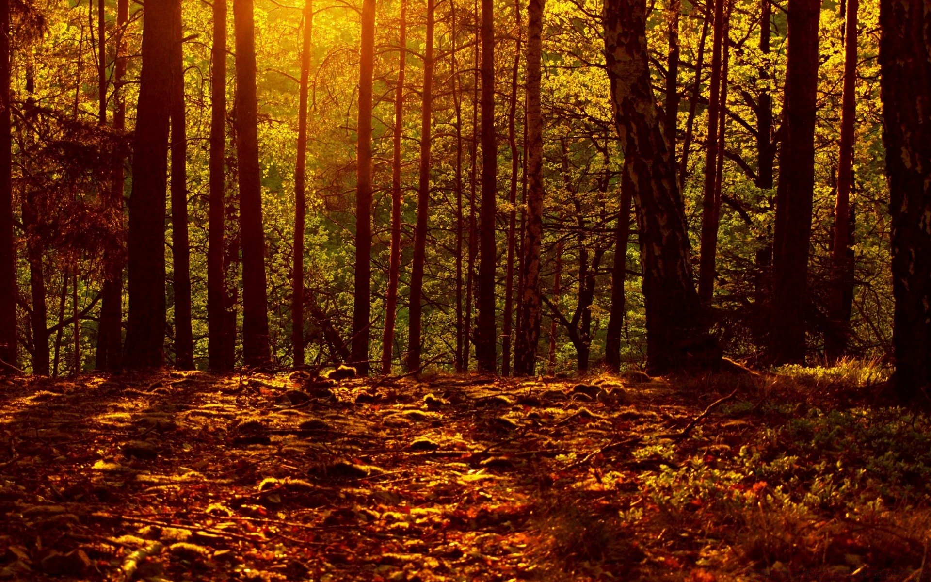 autunno legno autunno foglia albero alba paesaggio natura parco bel tempo nebbia illuminato nebbia sole lussureggiante ambiente ramo stagione luce sole