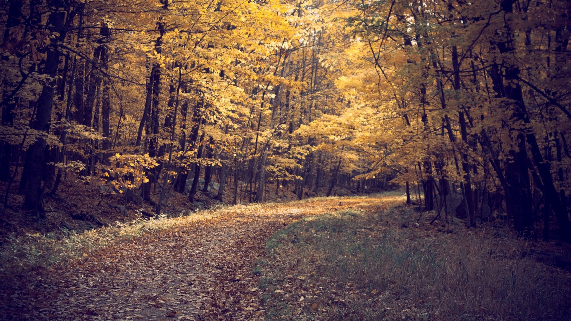 jesień jesień drewno drzewo krajobraz natura liść odkryty park drogowy sezon sceniczny środowisko podróż złote światło