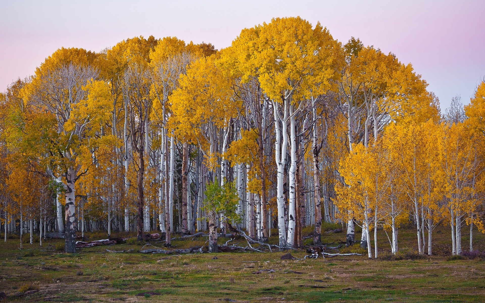 automne arbre automne bois paysage feuille nature scénique à l extérieur lumière du jour environnement bouleau branche parc saison beau temps rural campagne lumineux paysage